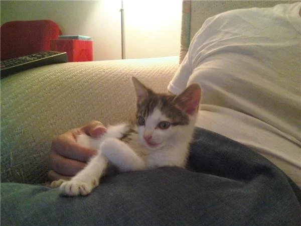 Lentils Snugglebum.jpg