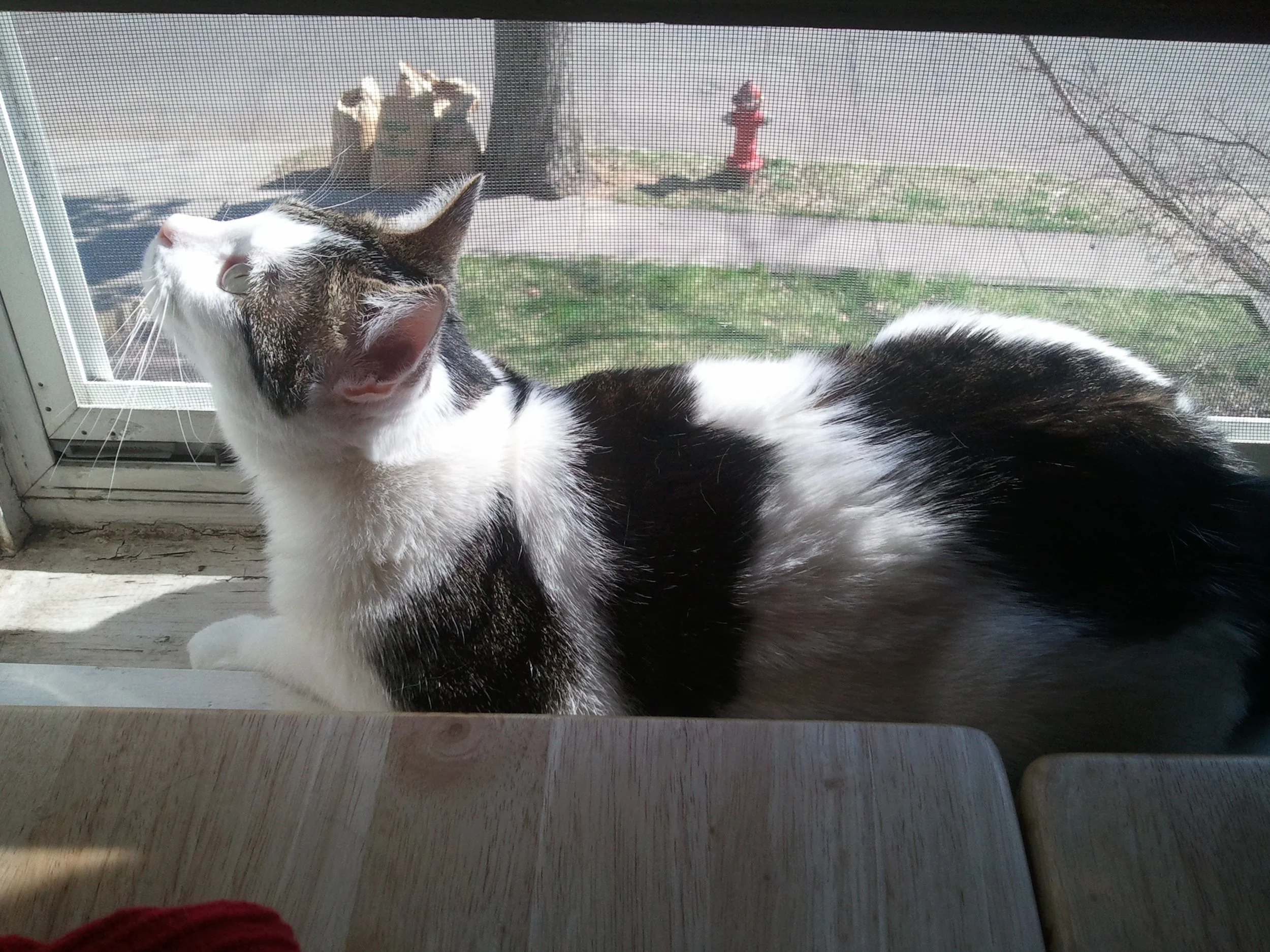 Lentils Window.jpg