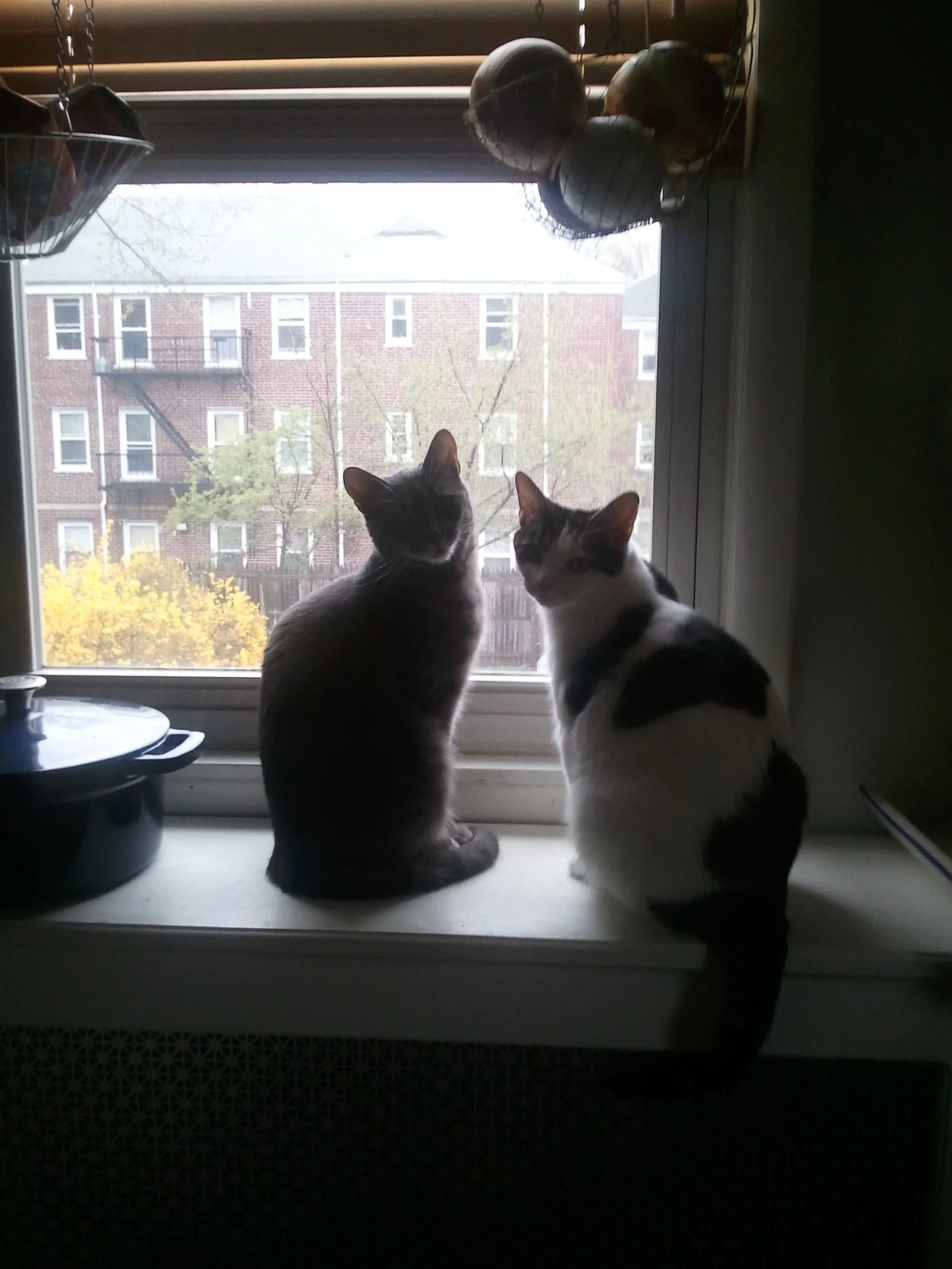 Sister Kitties.jpg