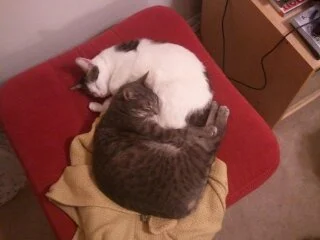 Snuggle Kitties.jpg