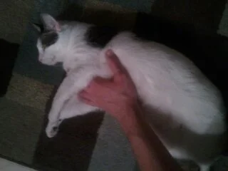 Belly Rubs.jpg