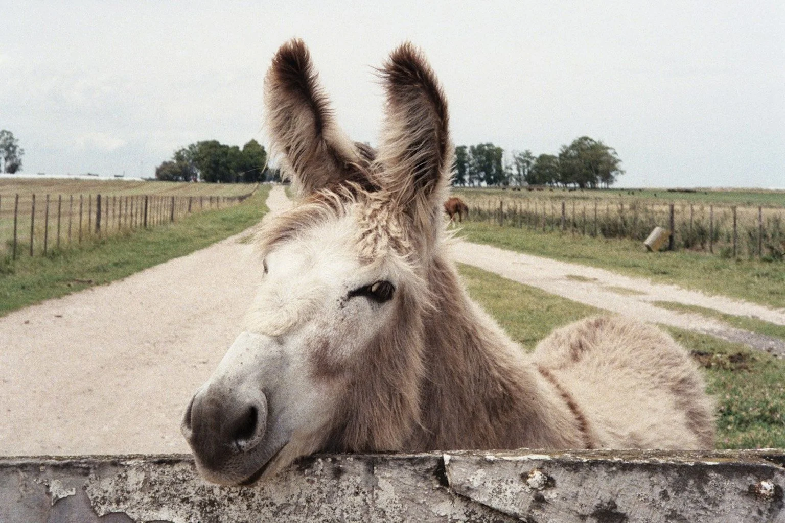 Chasing Donkeys, Discovering Destiny