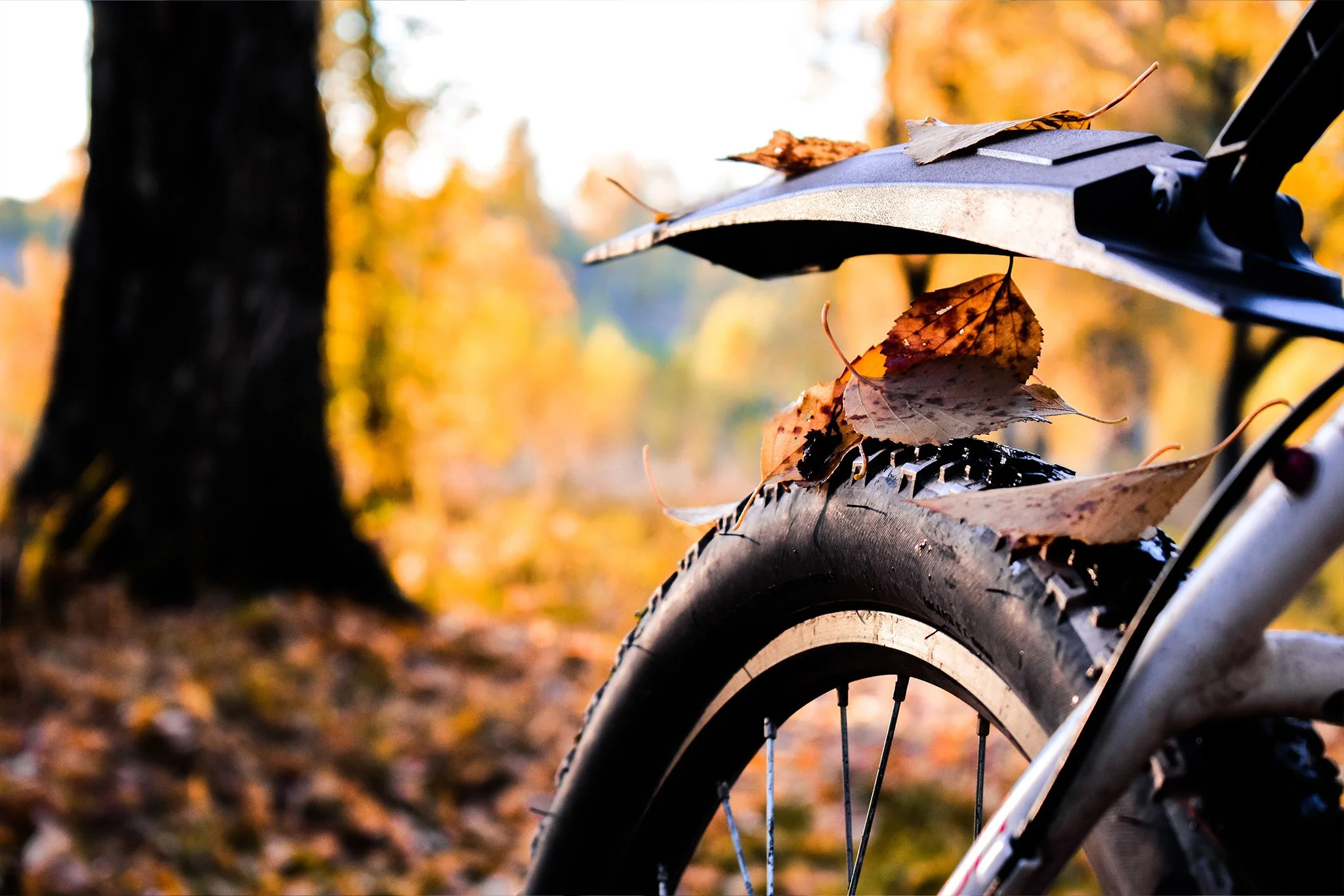 Autumn “Tune Up”