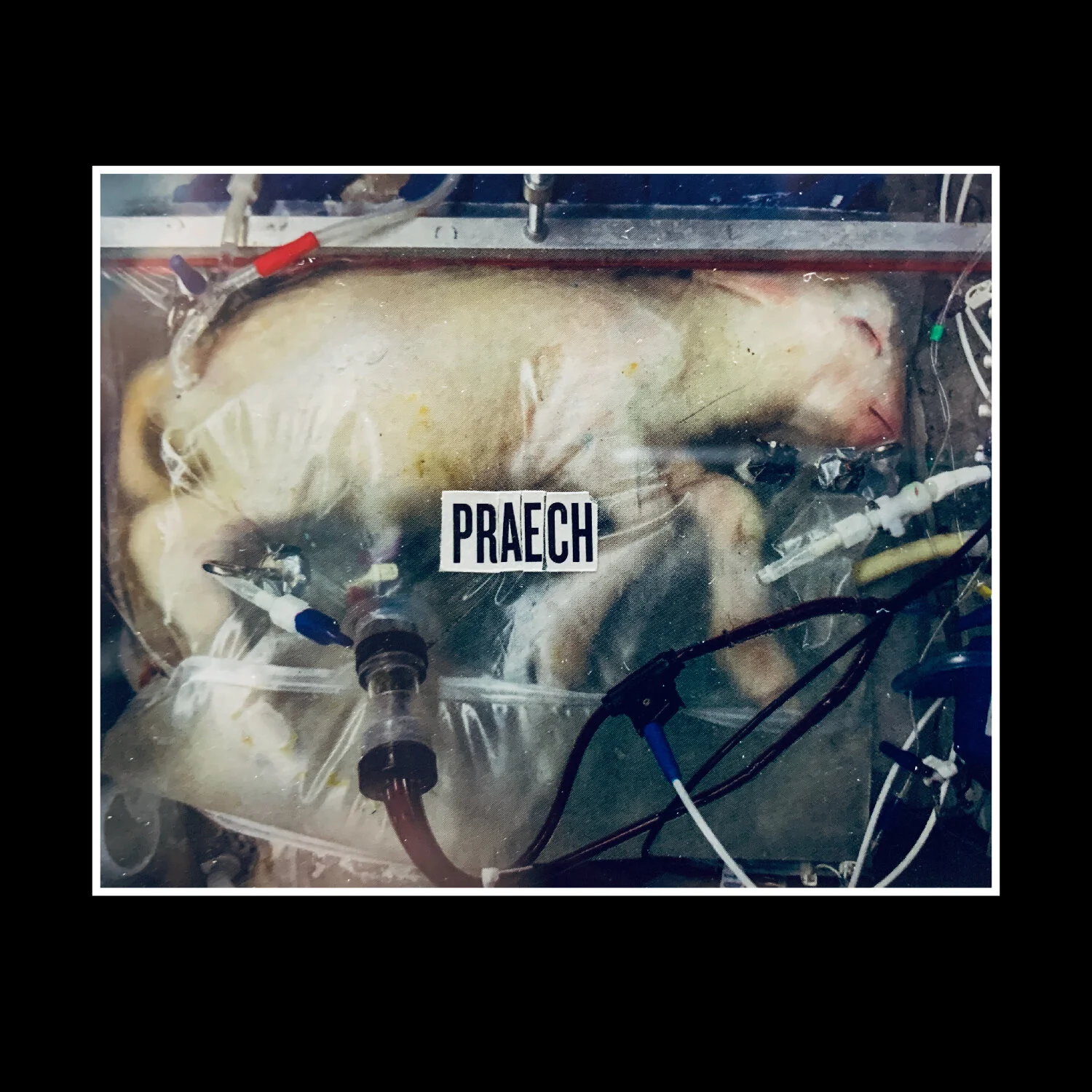 PRÆCH-lamb-tee-back-detail-01.jpg