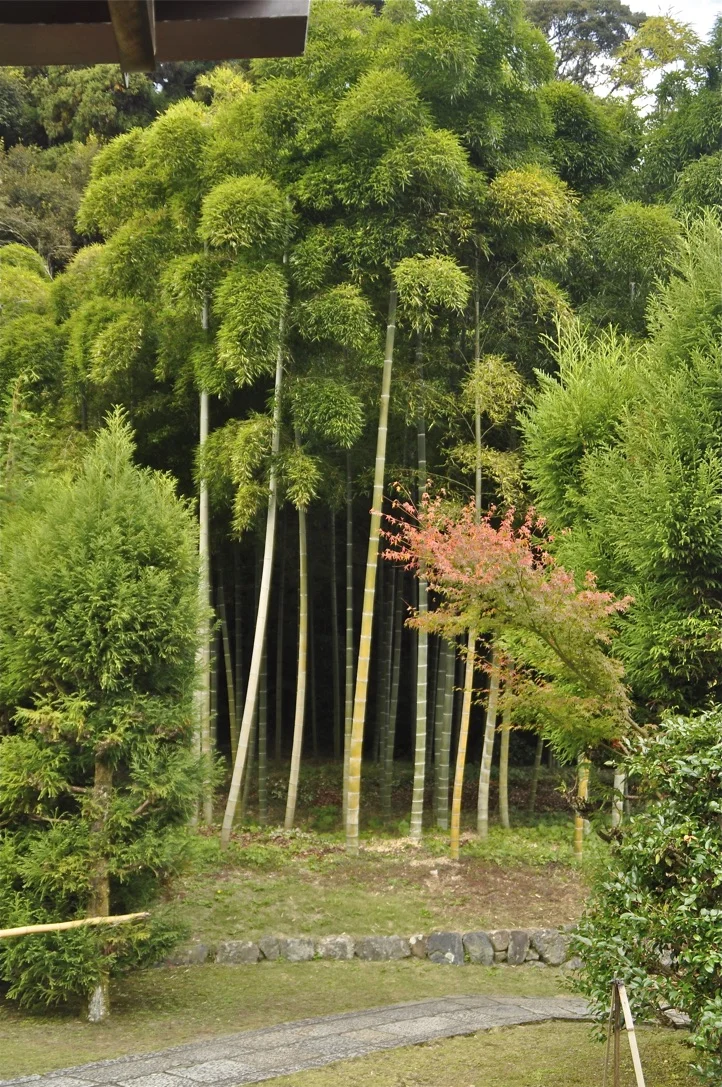 Bamboo Garden, Japan