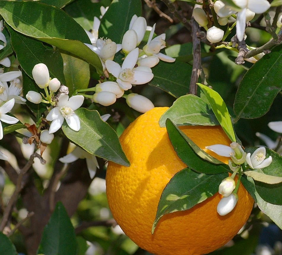 Orange Blossom 101