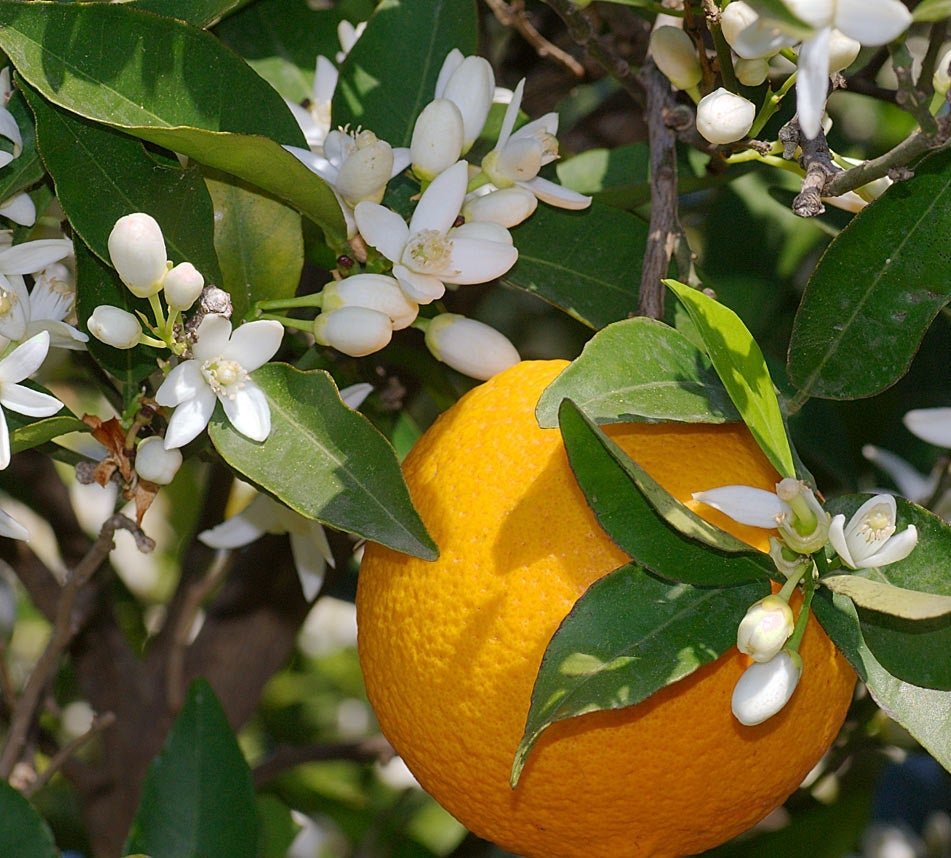 The Meaning of an Orange Blossom Flower