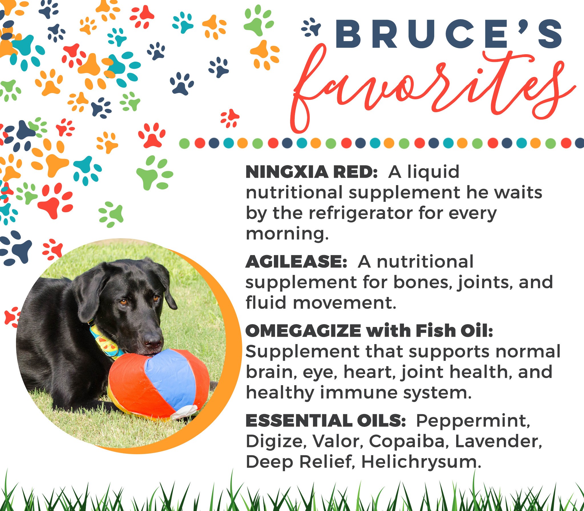 4-Dogs-Bruce-Faves.jpg