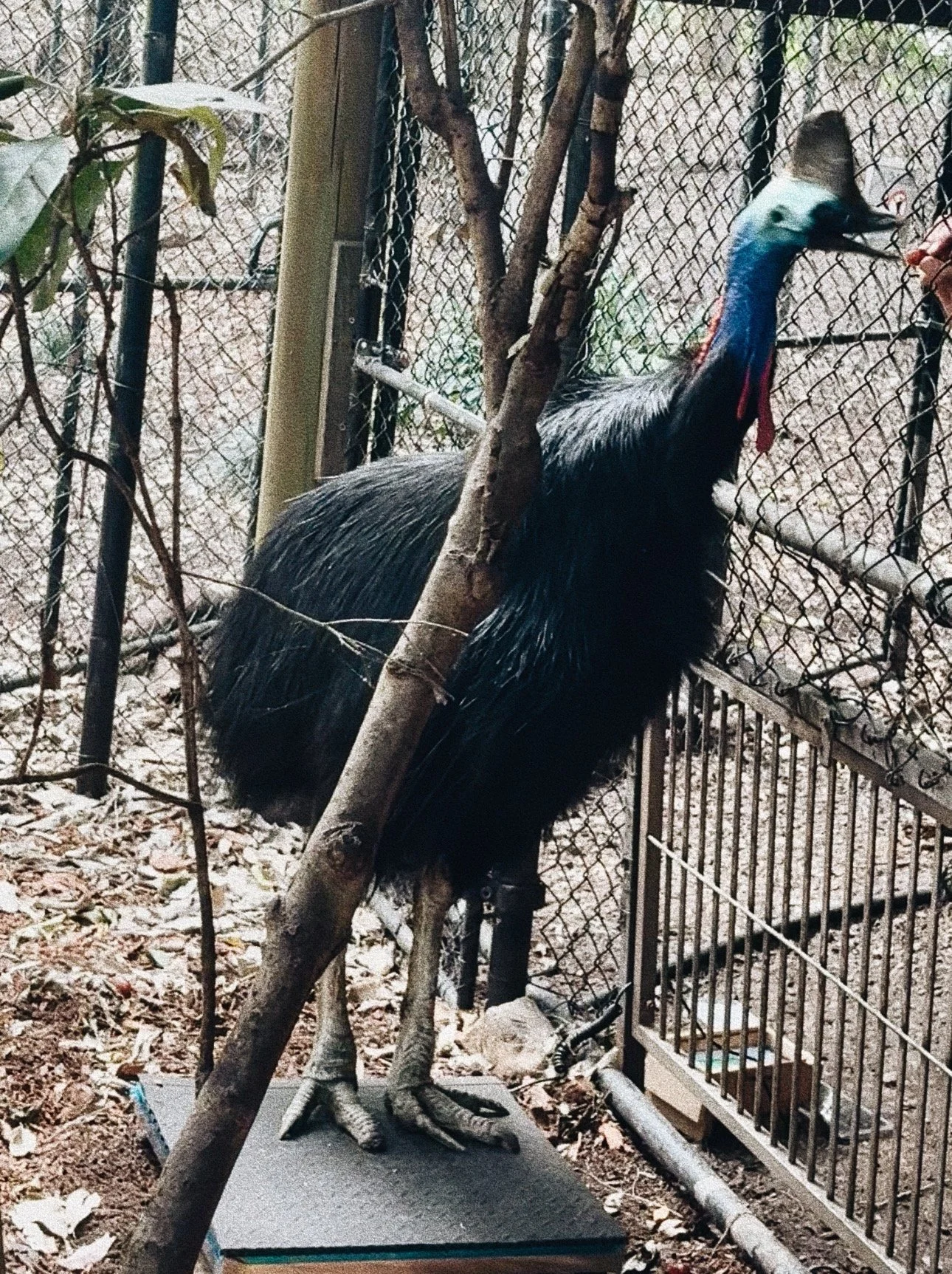 Southern Cassowary standing calmly on scales during voluntary weight training