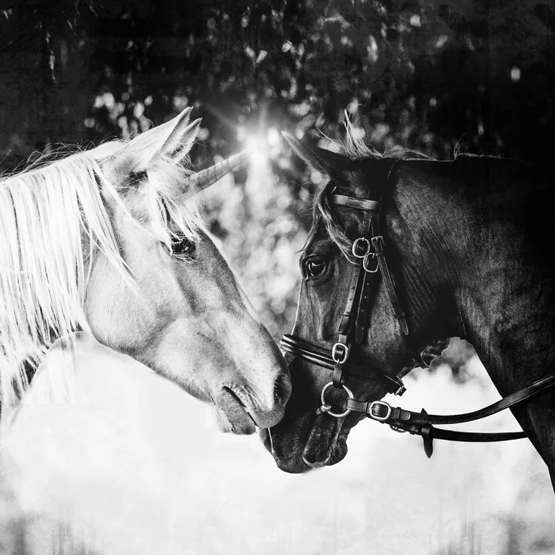 Dark Horse Wisdom...a personal story