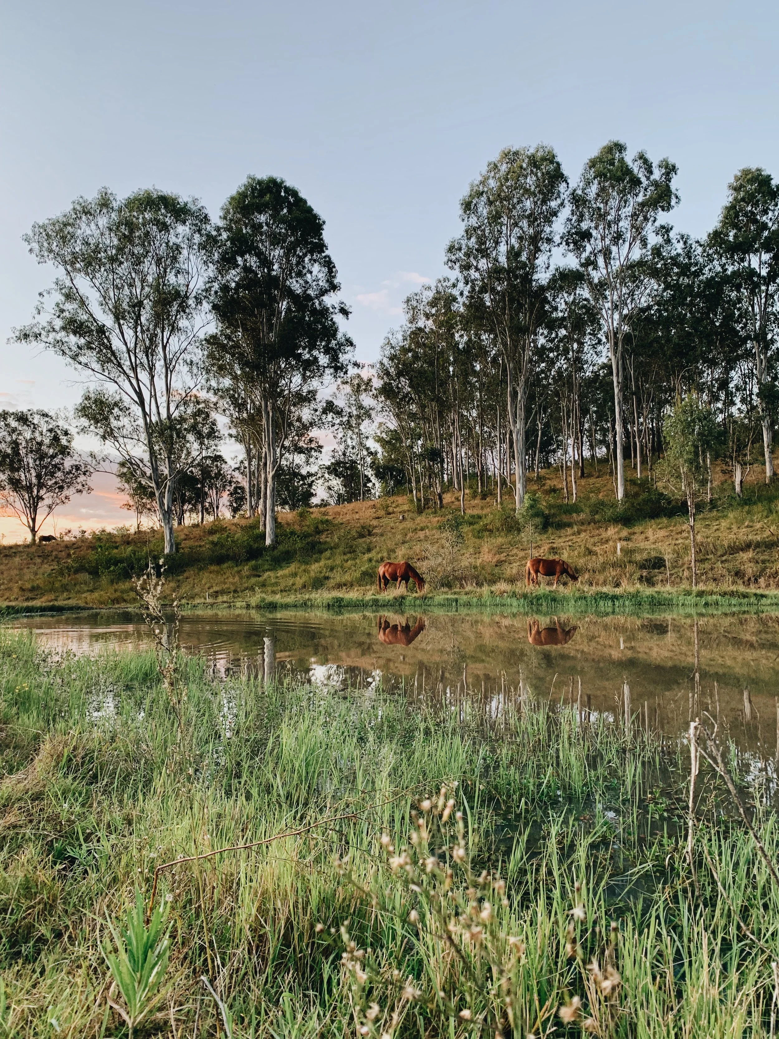 Wellness, Well-being, WELFARE&nbsp;|| A Basic overview of equine welfare + what it means