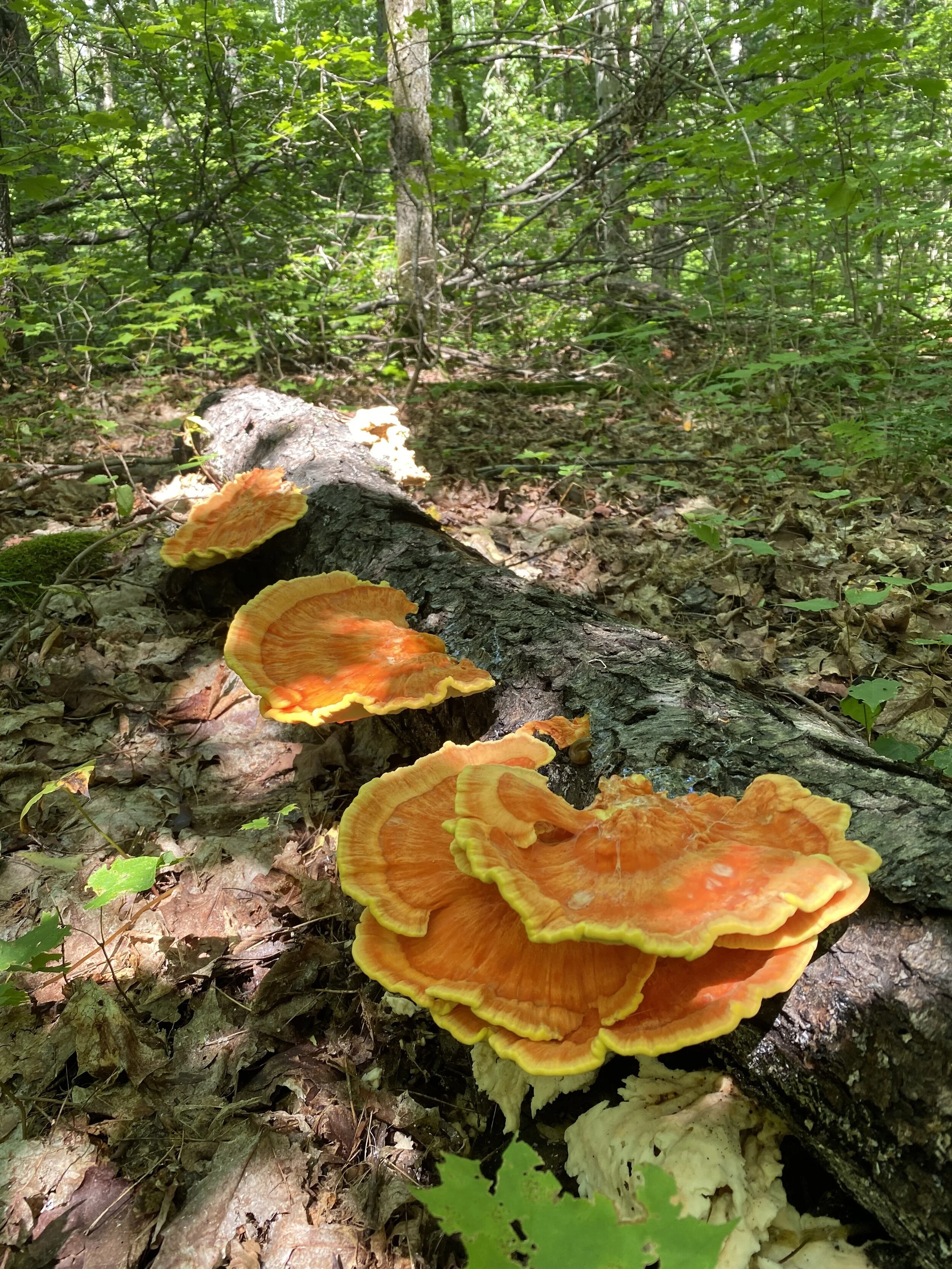 chicken of the woods 1.jpeg