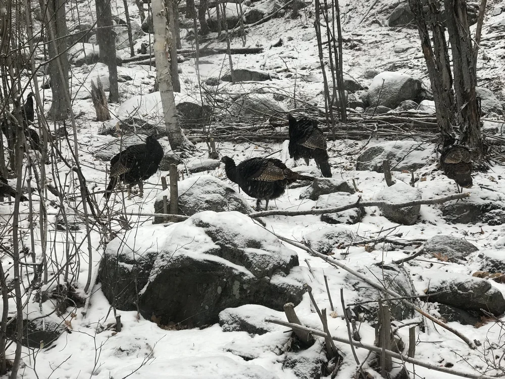turkeys.jpg