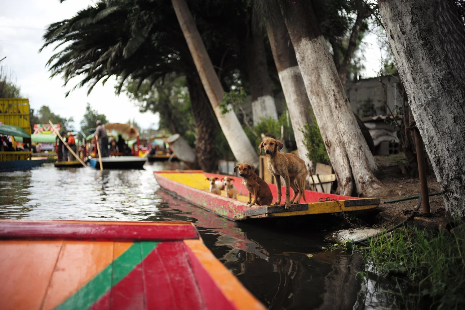 Xochimilco, Mexico 2018