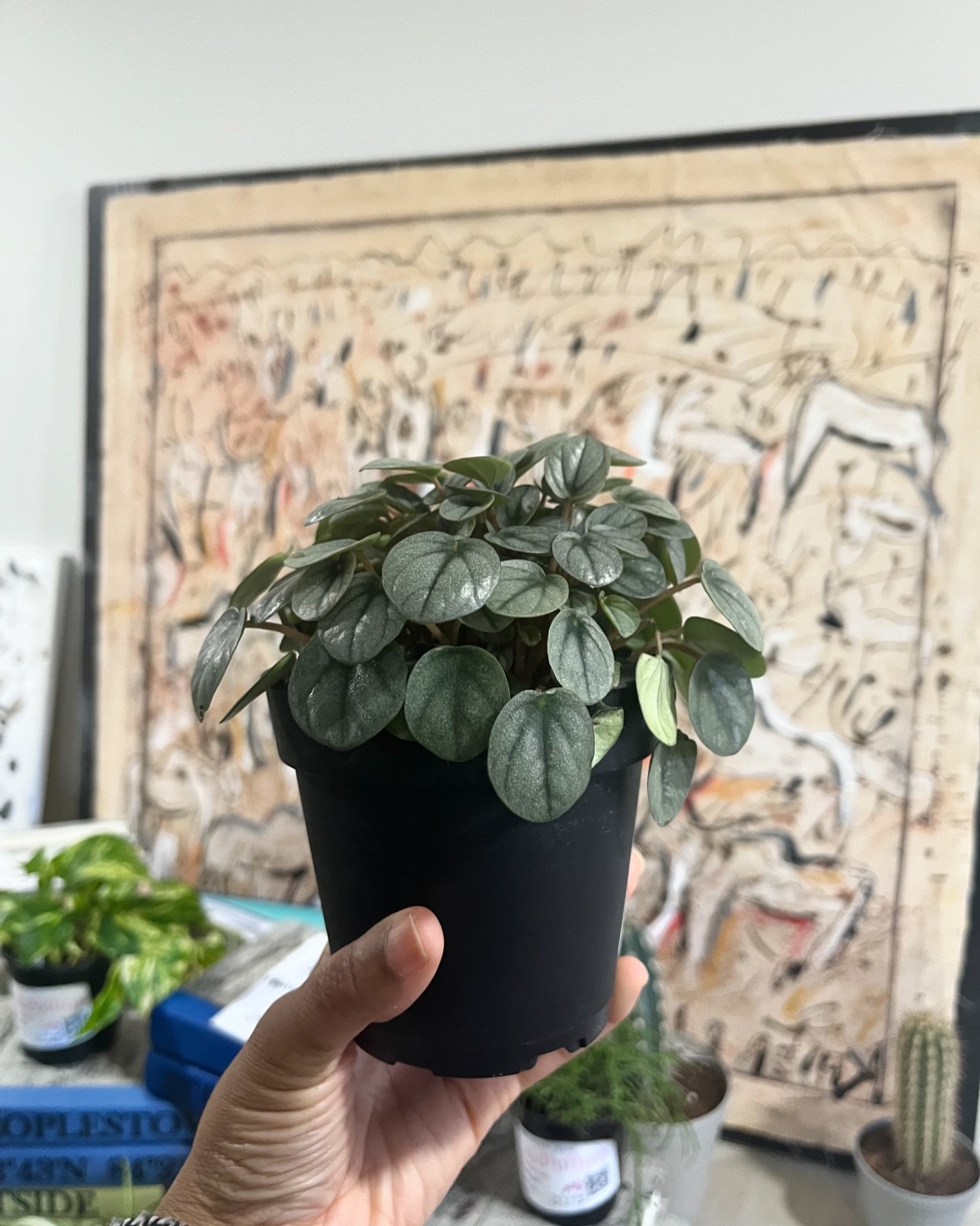 Plants, plants and more plants! Shout out to @pinkpothosatl for this gorgeous little baby. It&rsquo;ll fit perfectly in our office/art studio. #plantlife #atlantasmallbusiness