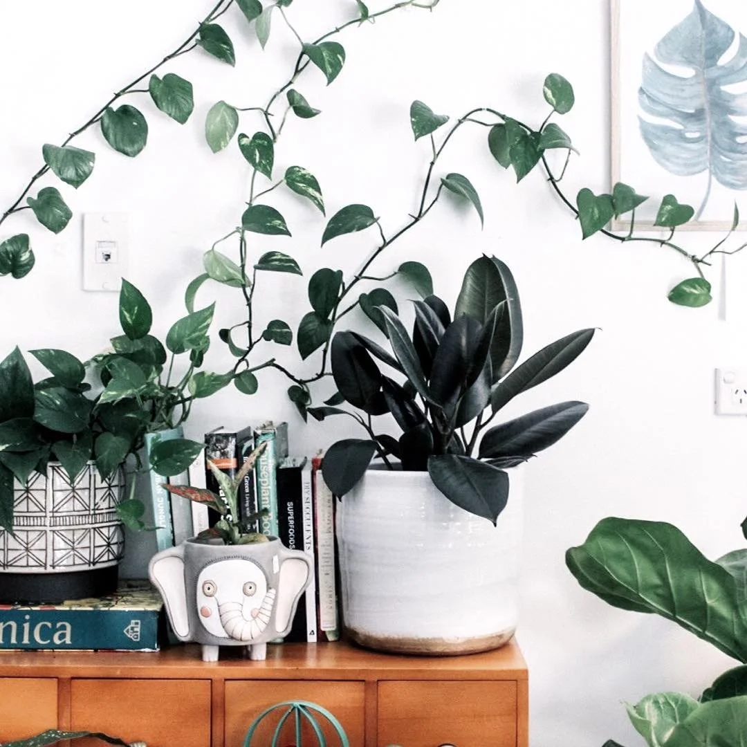 Self-care is extremely important. Adding a sanctuary in your home can provide the perfect mental getaway. Creating a personal space will help brighten up your mood. #homedecorating
.
.
.
#decor #plants #pottedplants #sanctuary #greenspace