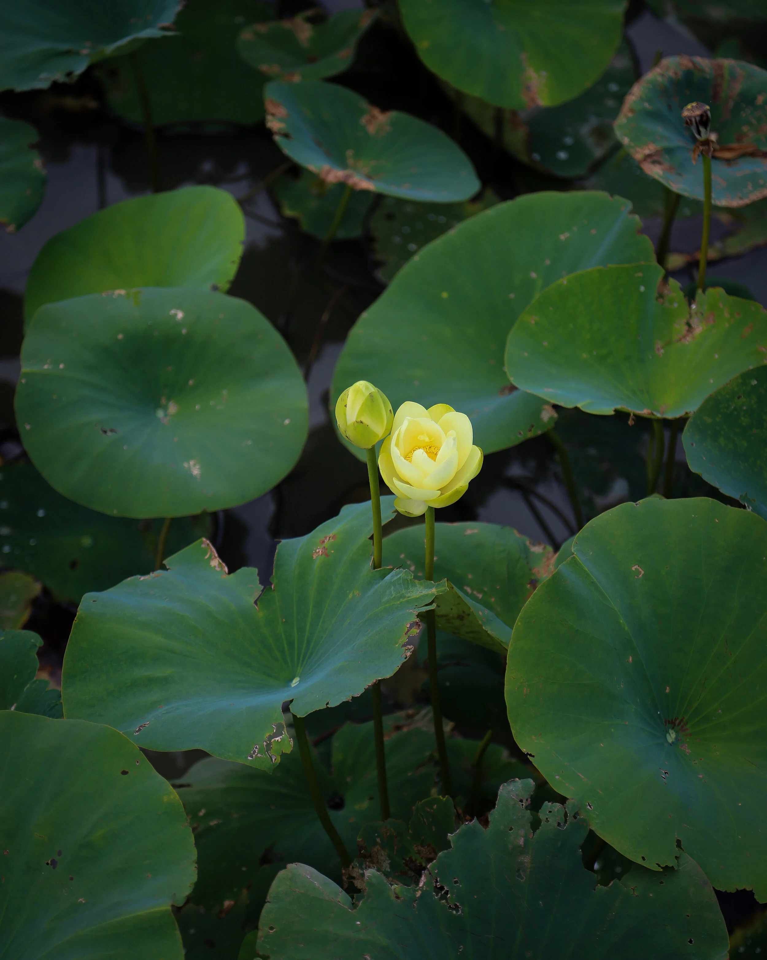 A Thanksgiving Reflection