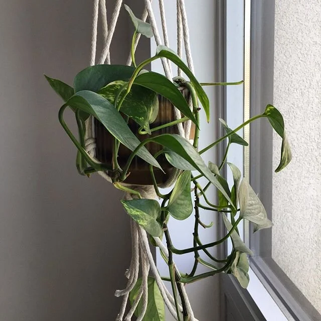 I took a few days off Instagram because I found myself obsessively scrolling. I wasn’t clear on how reposting stories, or making a sentiment on this platform was going to do any good beyond making me feel like maybe I’ve “done somet