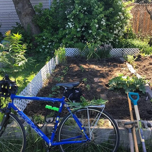 Took my overly crowded balcony garden and planted it in this community garden plot that thanks to @dawnicole7 , @thatplantedfork and $15 cash is 100% MINE.