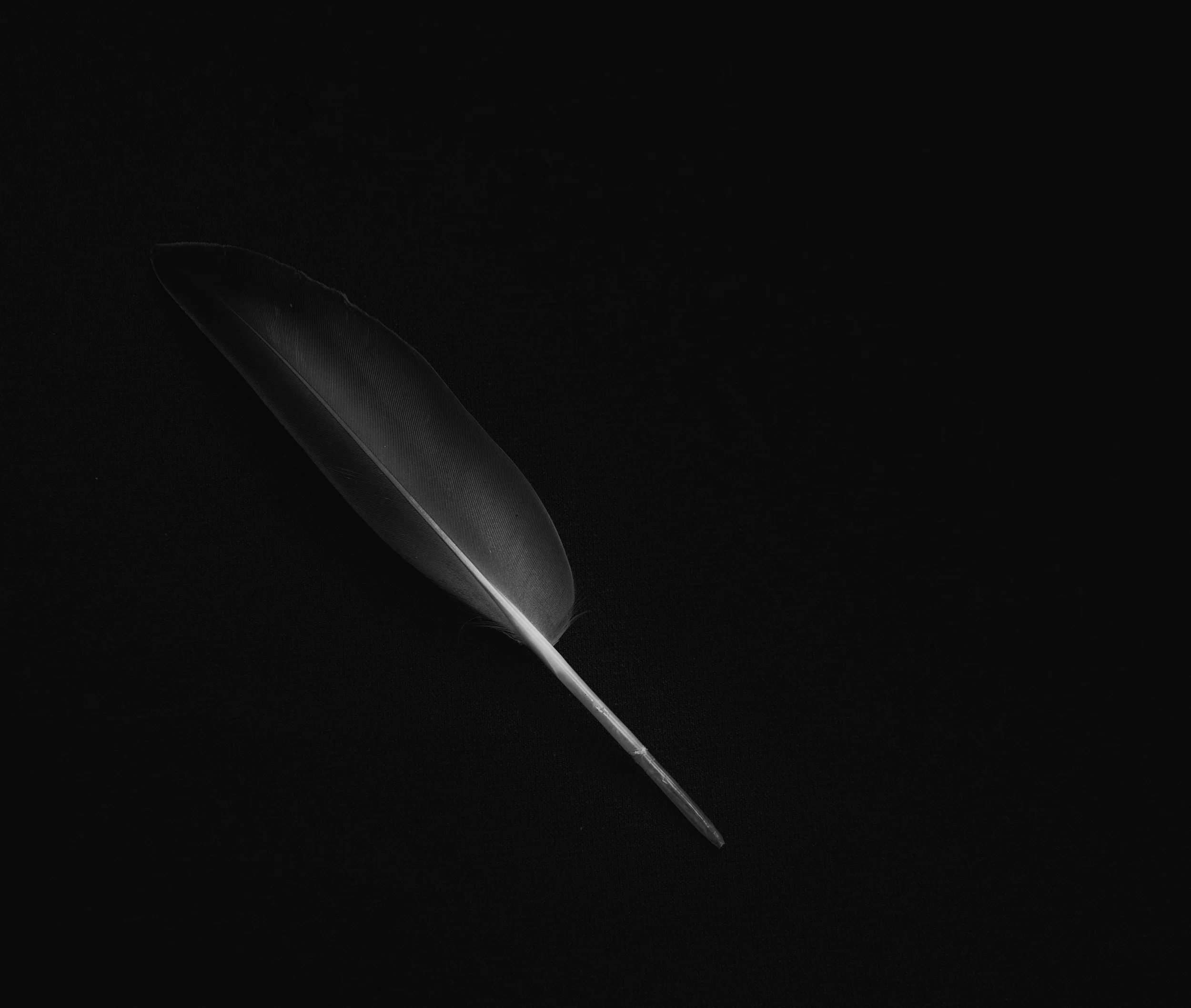 Feather-21-2-Edit.jpg