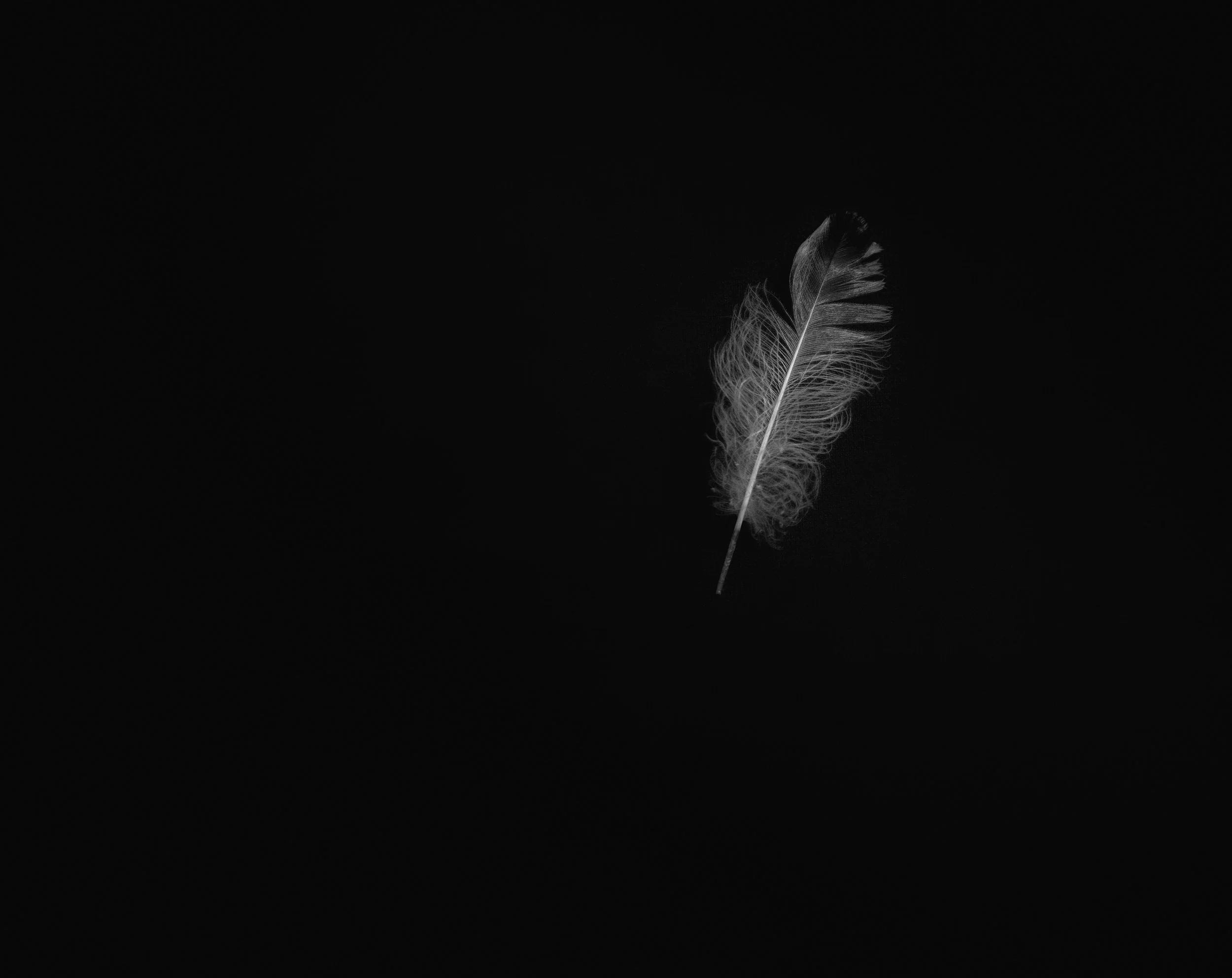 Feather-4-2-Edit.jpg