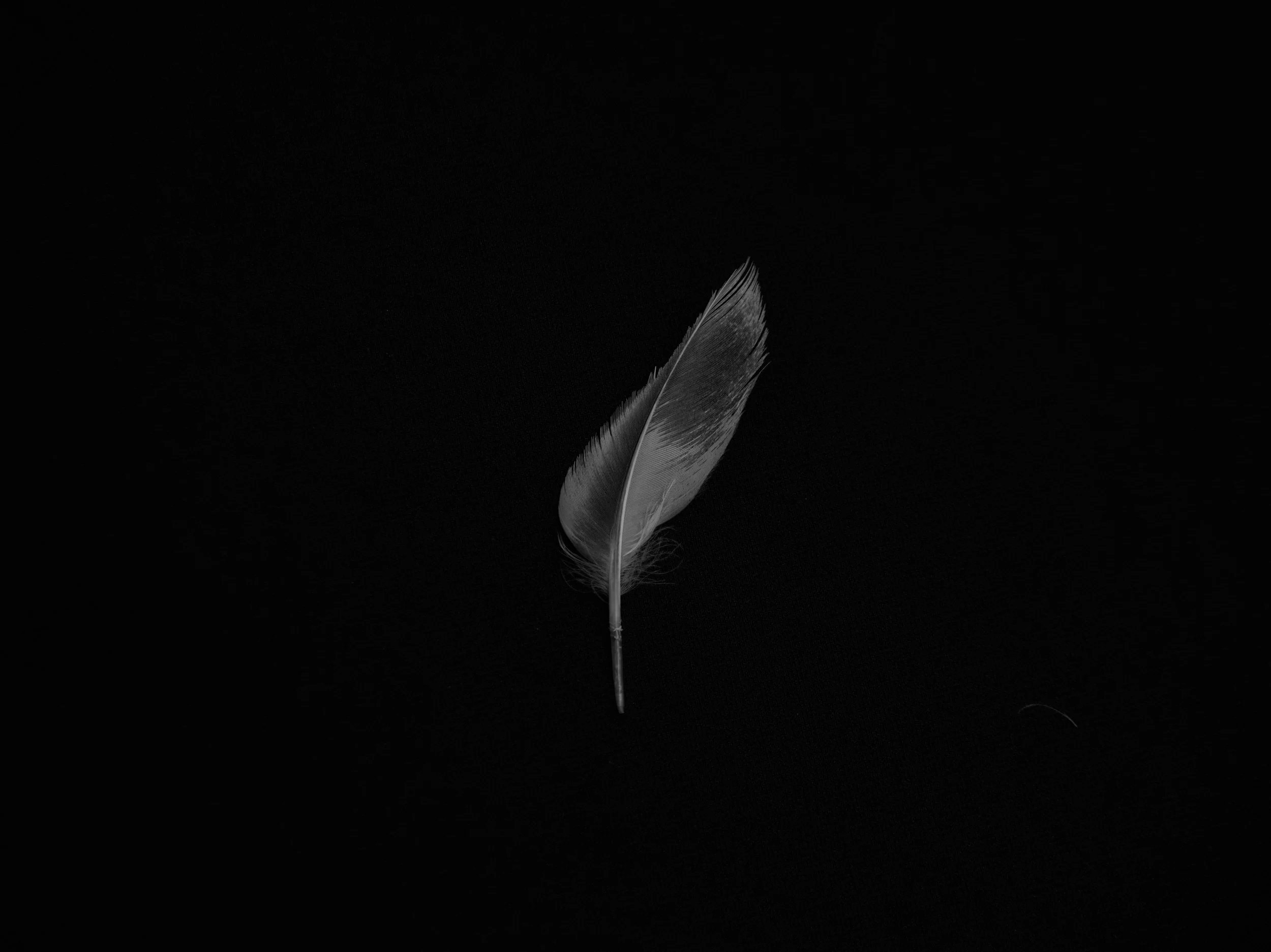 Feathers 2-Edit.jpg