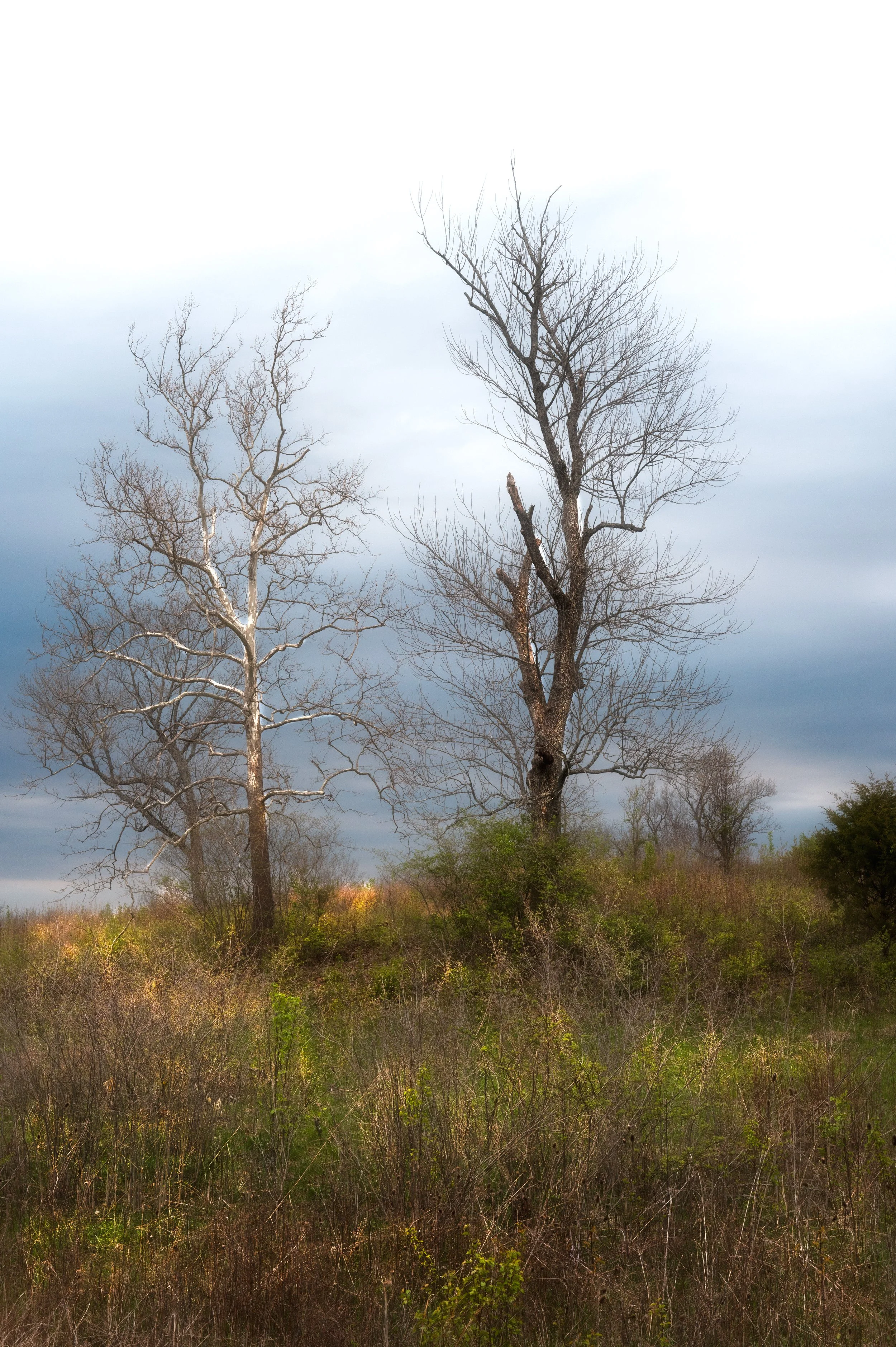 Trees-13.jpg
