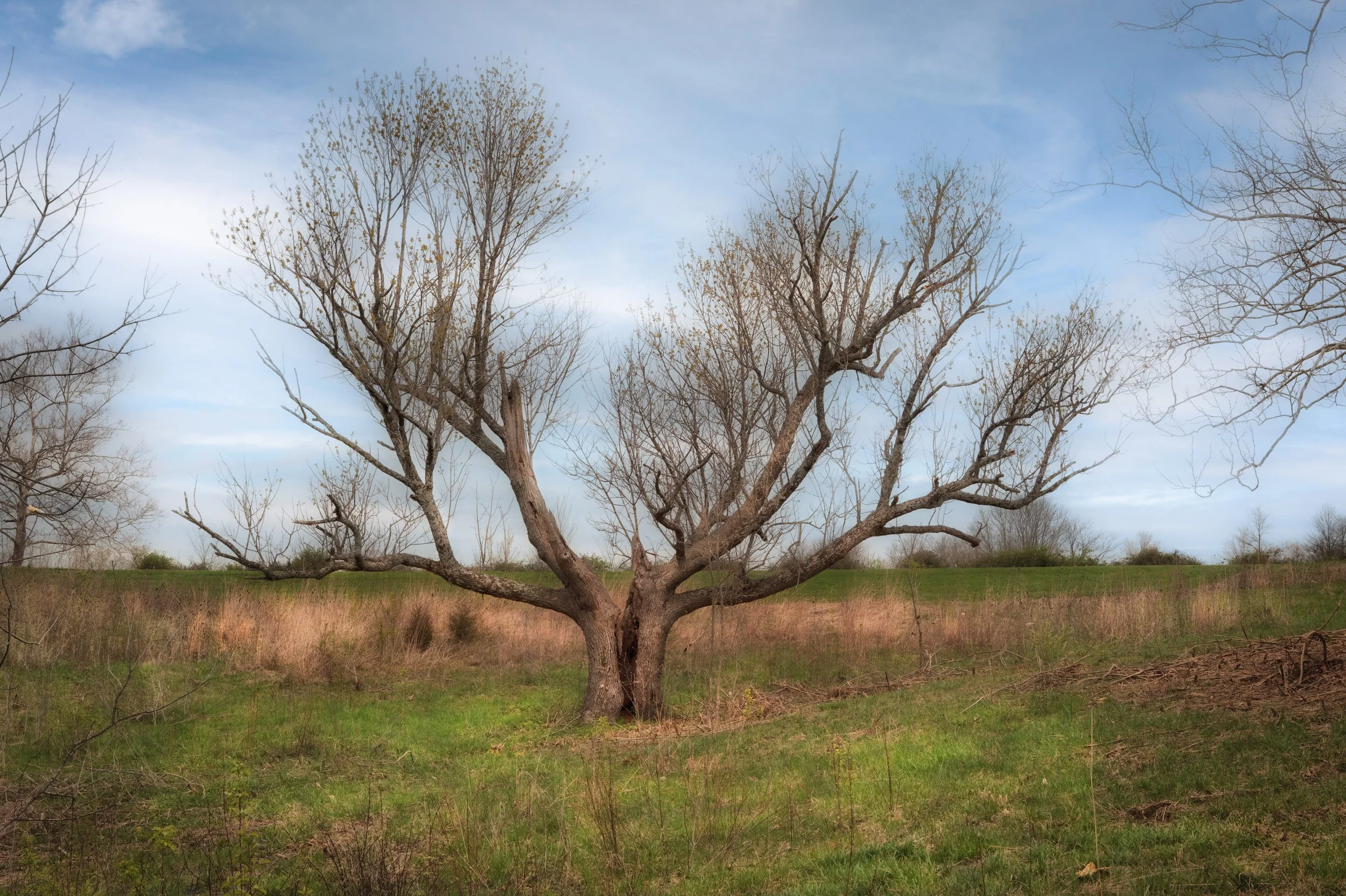 Trees-11.jpg