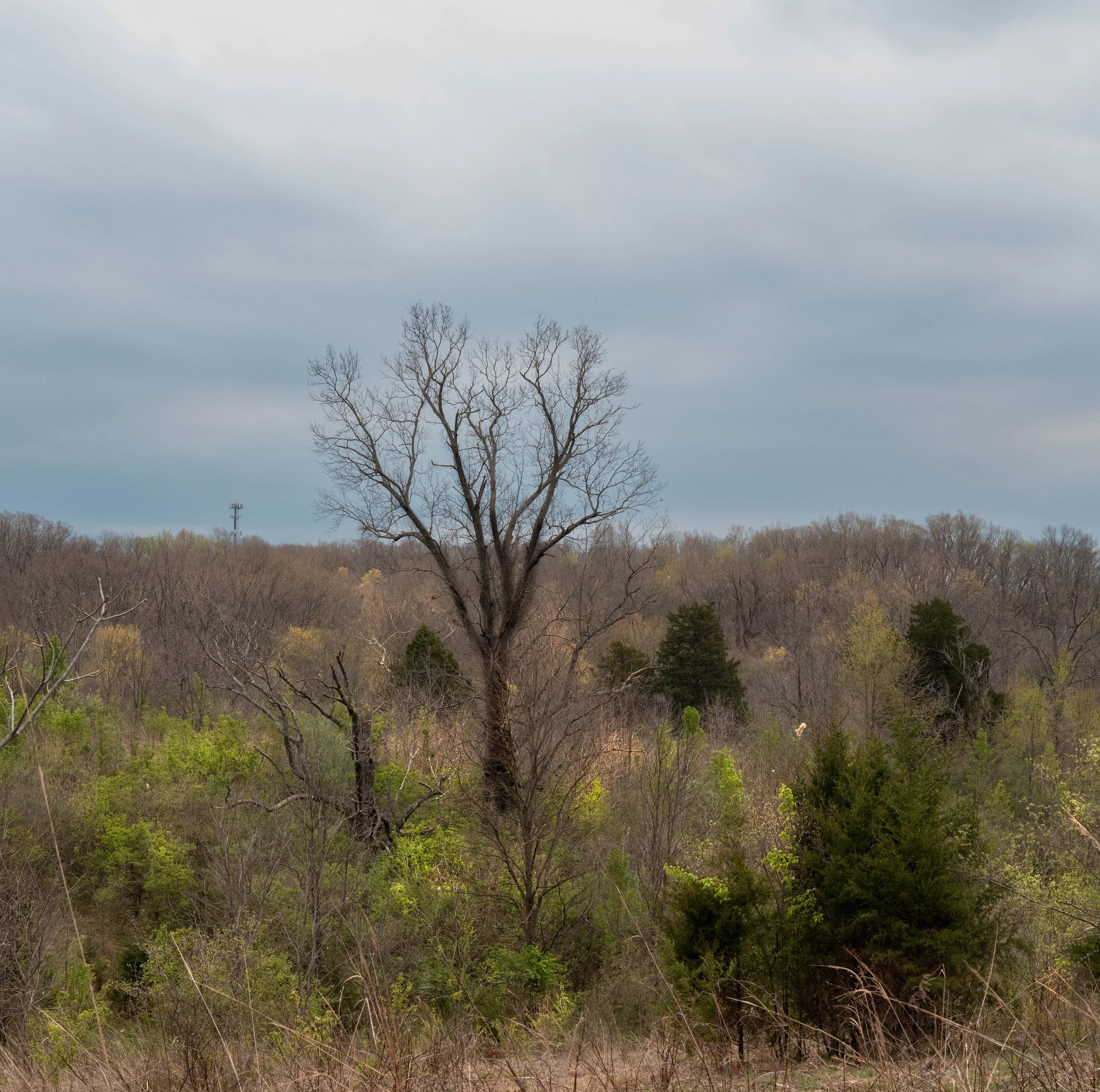 Trees-7.jpg