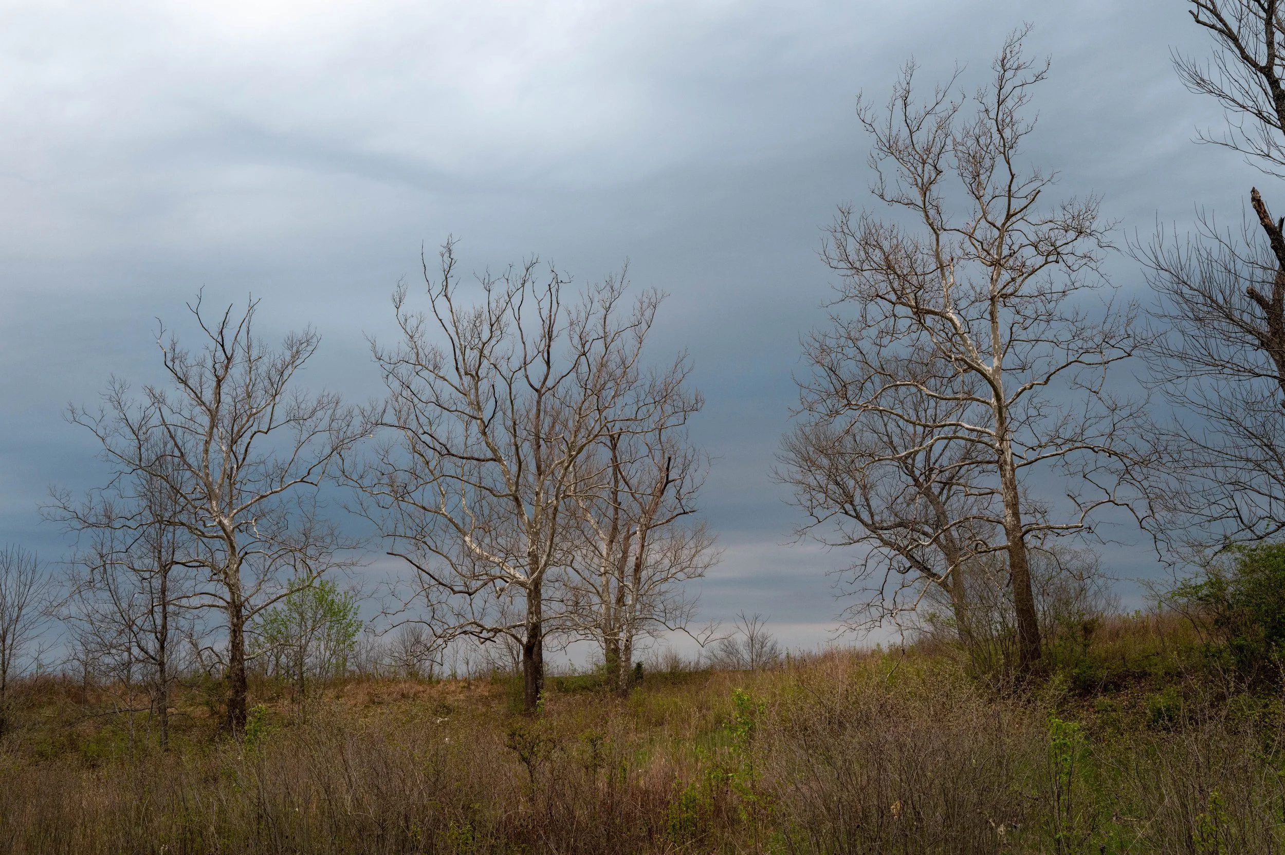 Trees-14.jpg