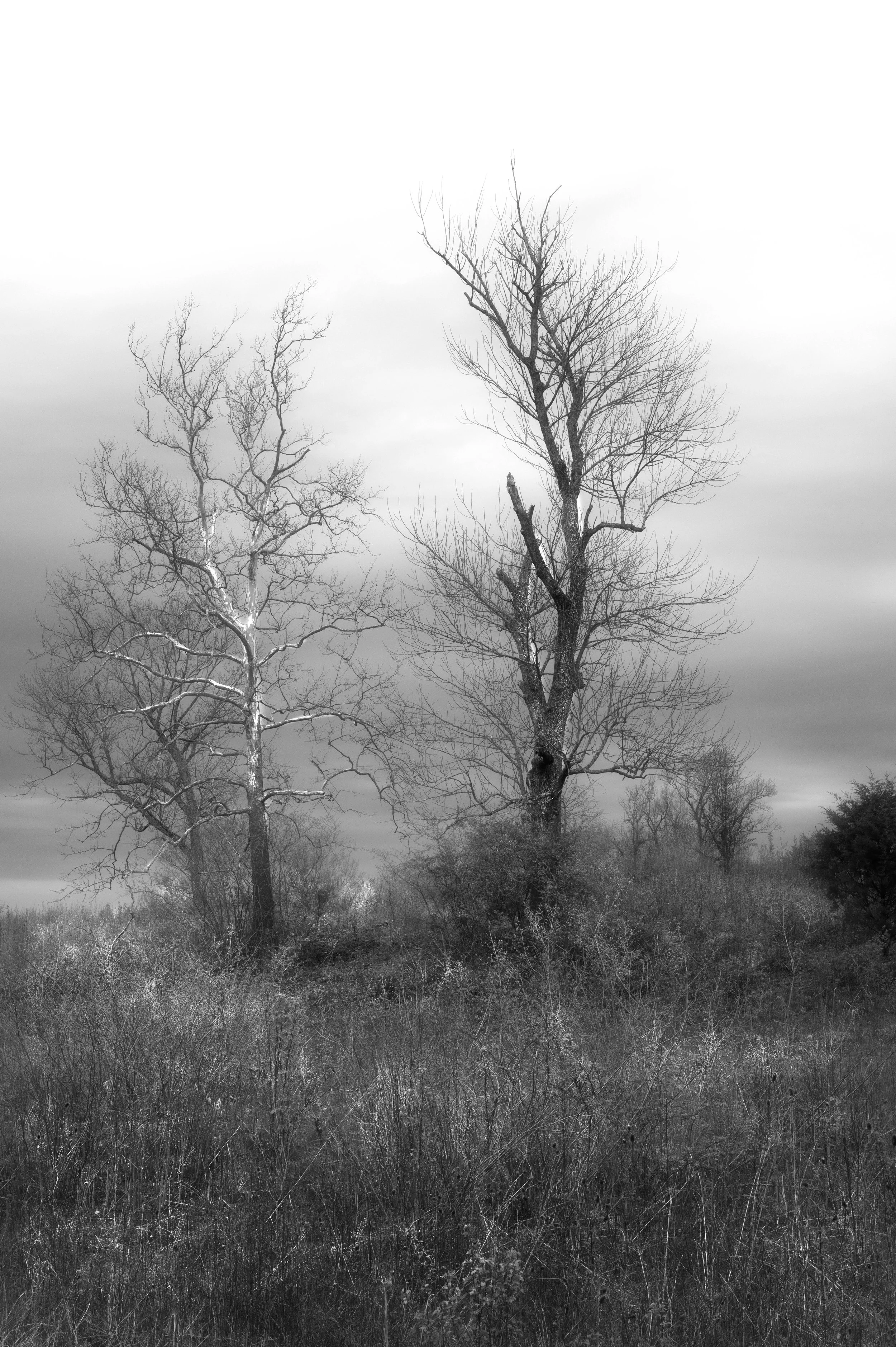 Trees-13.jpg