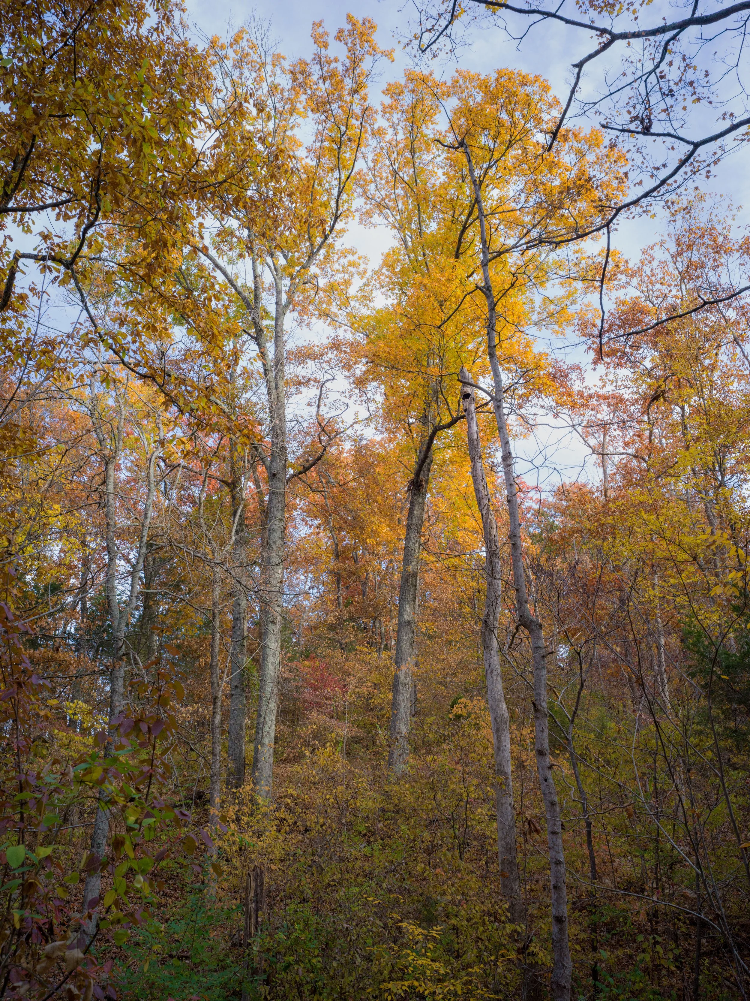 Coppiced Trail Fall-67.jpg