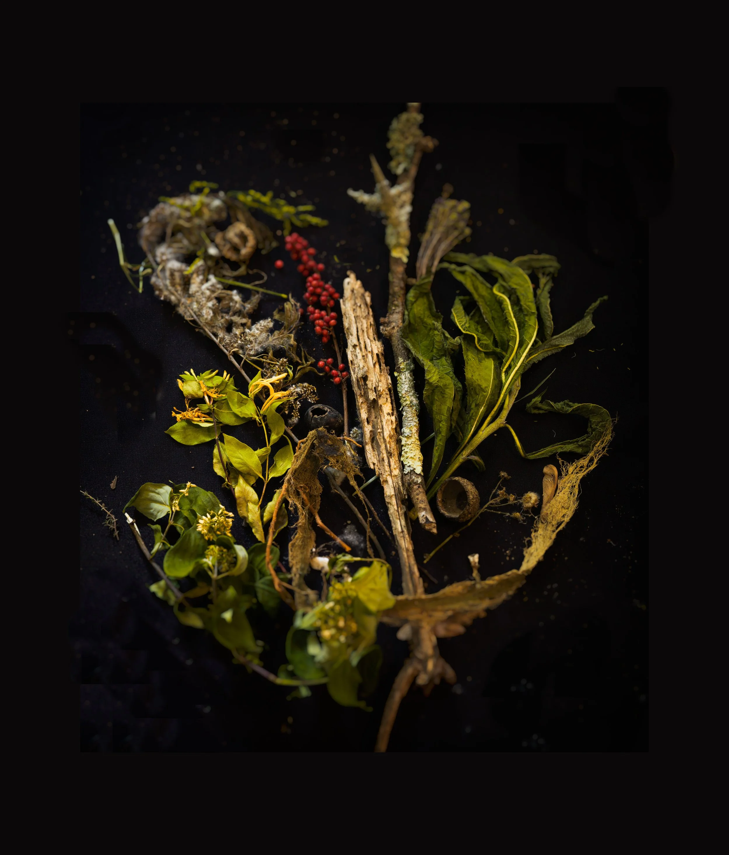 Curiosities-13-Edit.psd 2.jpg