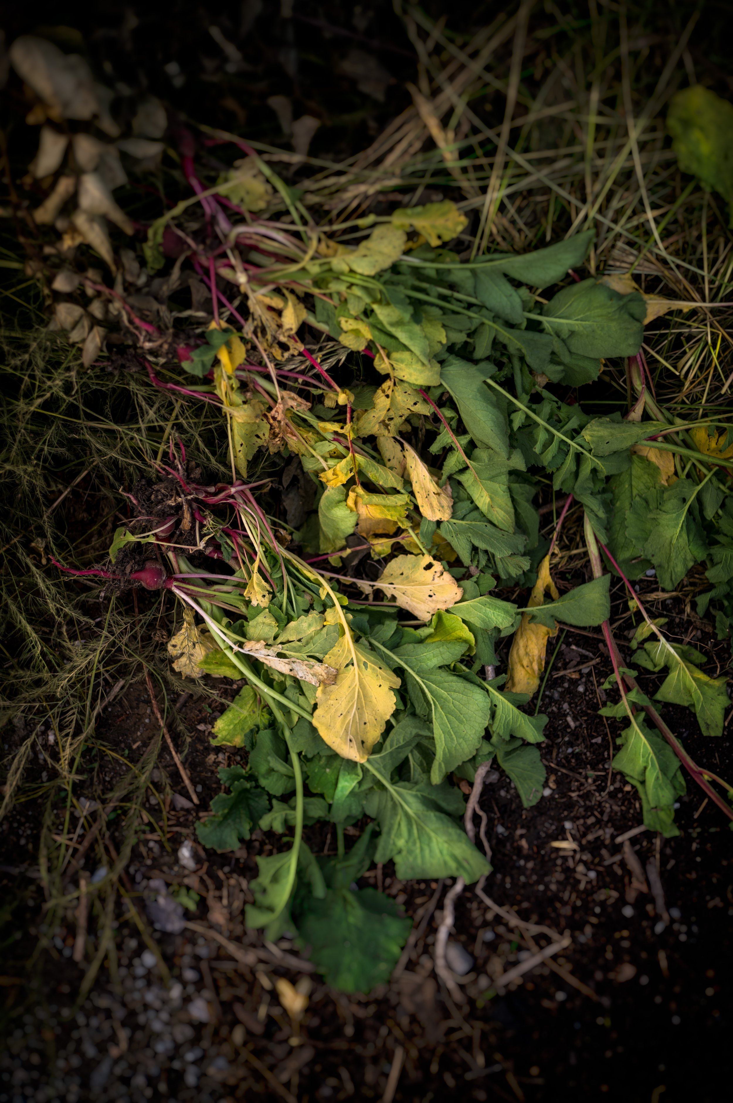 Curiosities-20-Edit.jpg