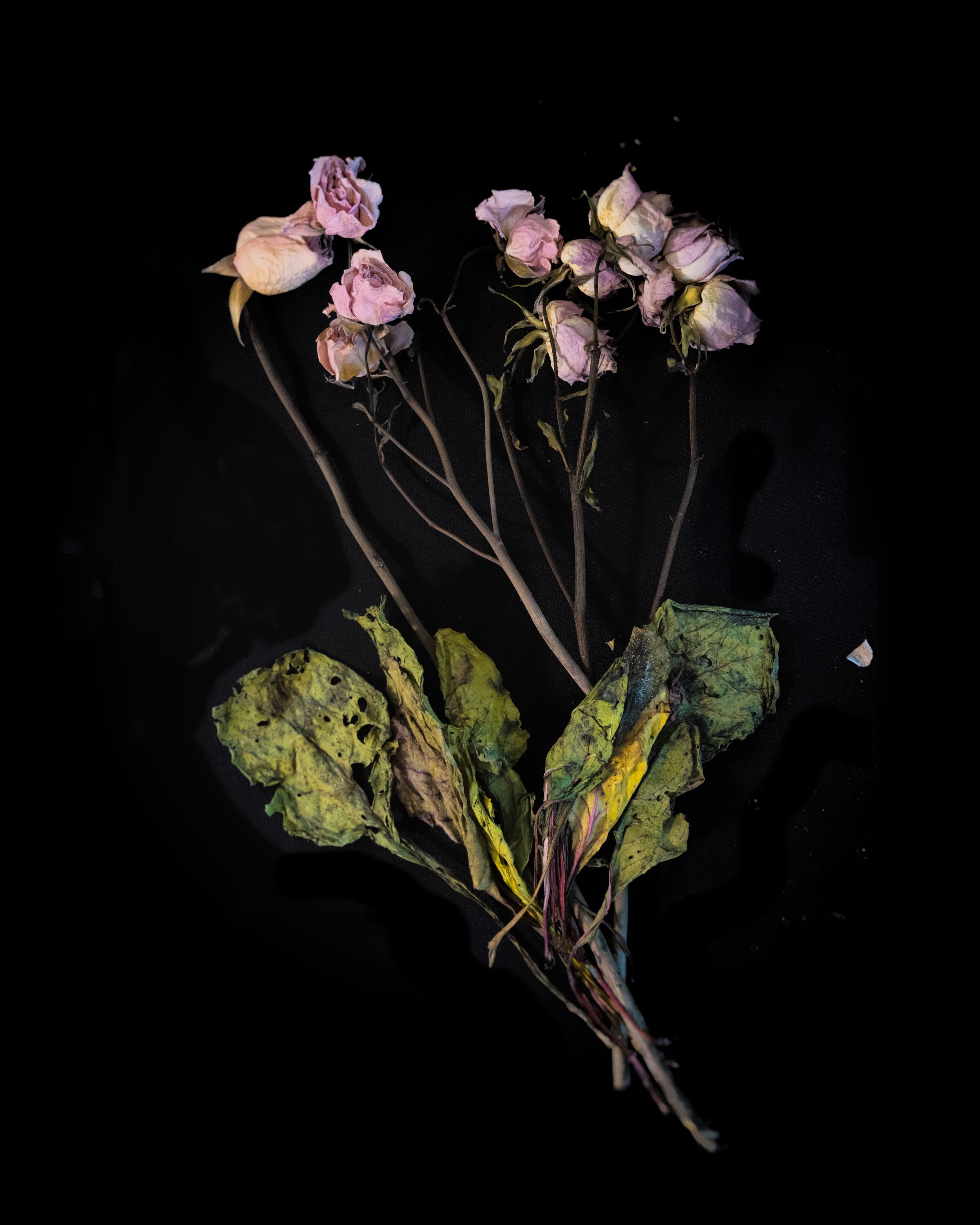 Chard Series-2.jpg