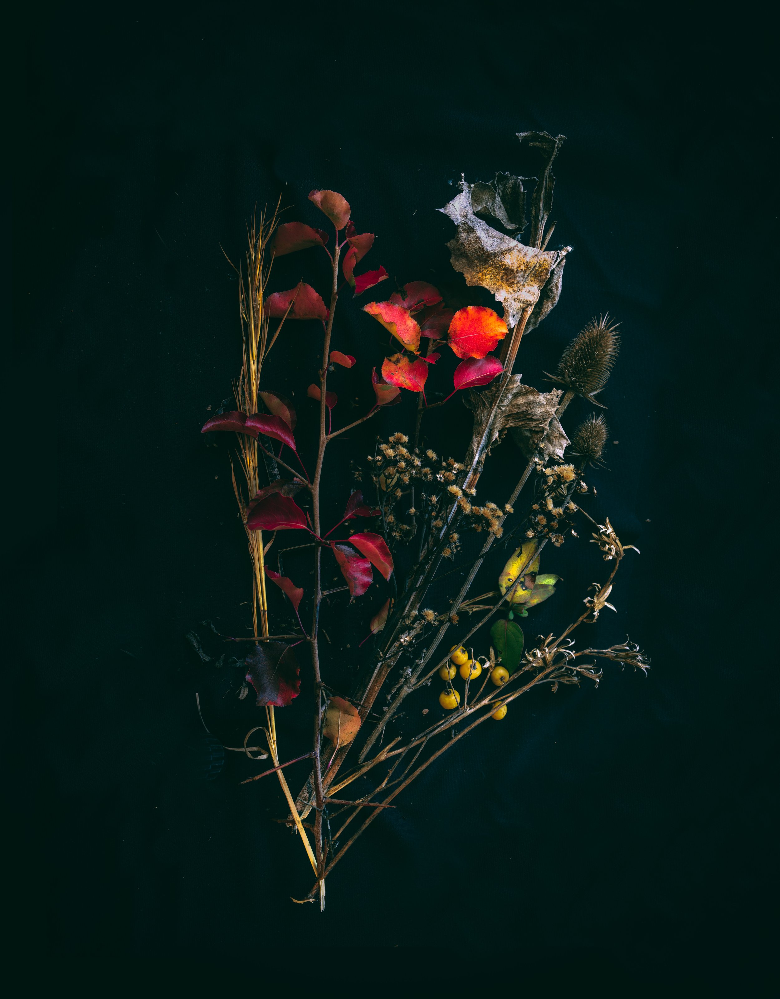 Forage-5-Edit.jpg