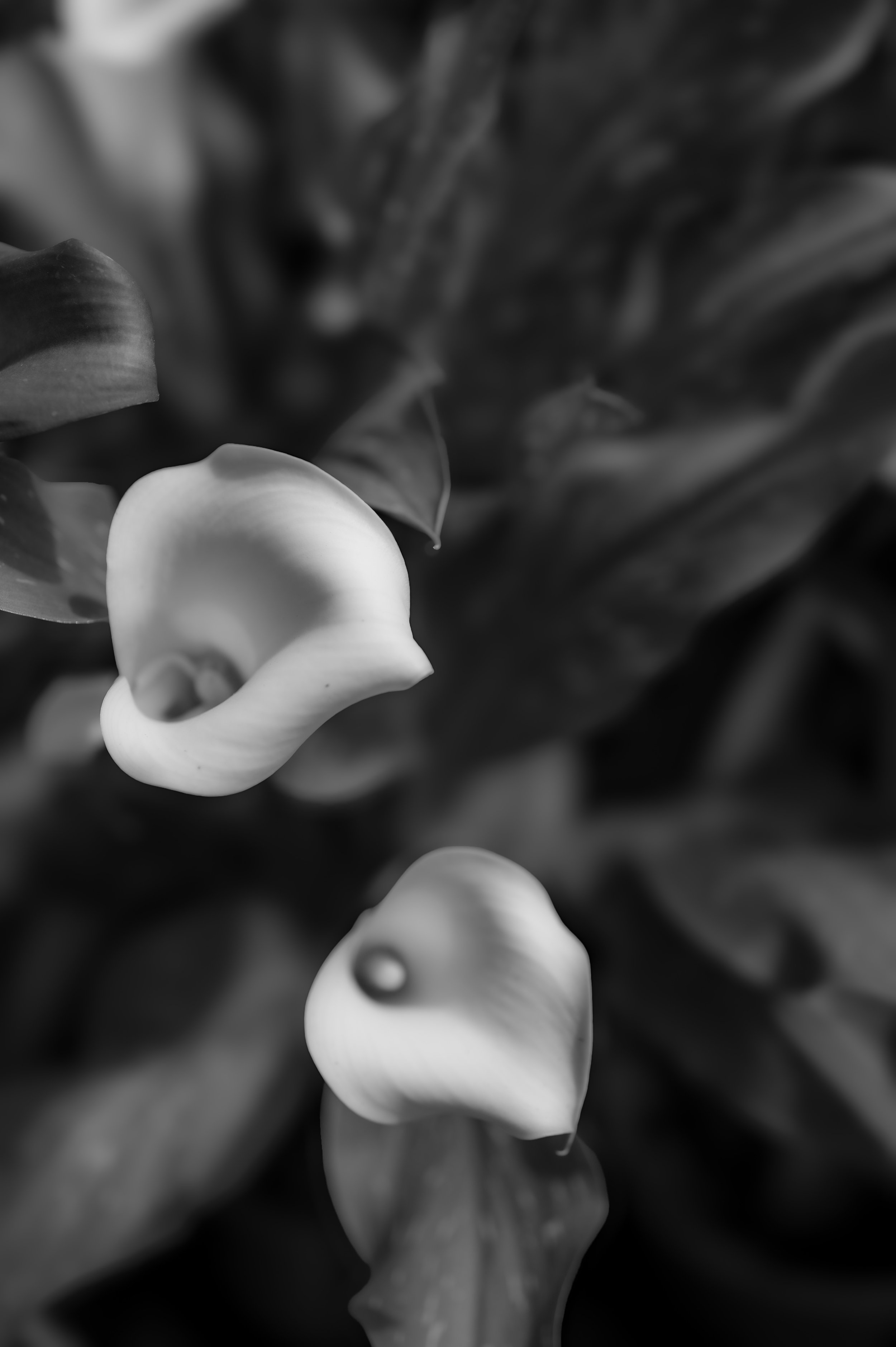 Flowers-5.jpg