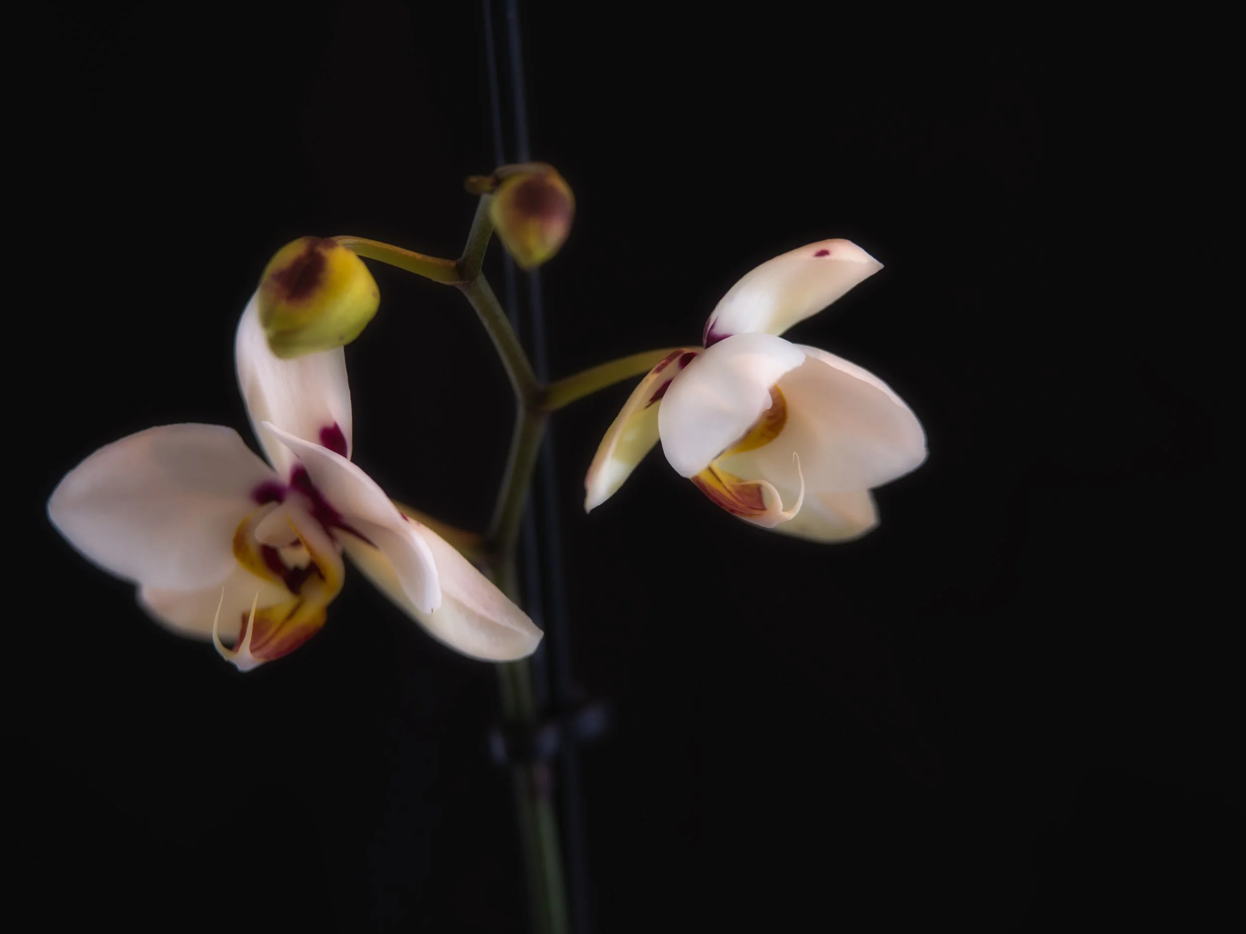 Moth Orchid-36-Edit.jpg