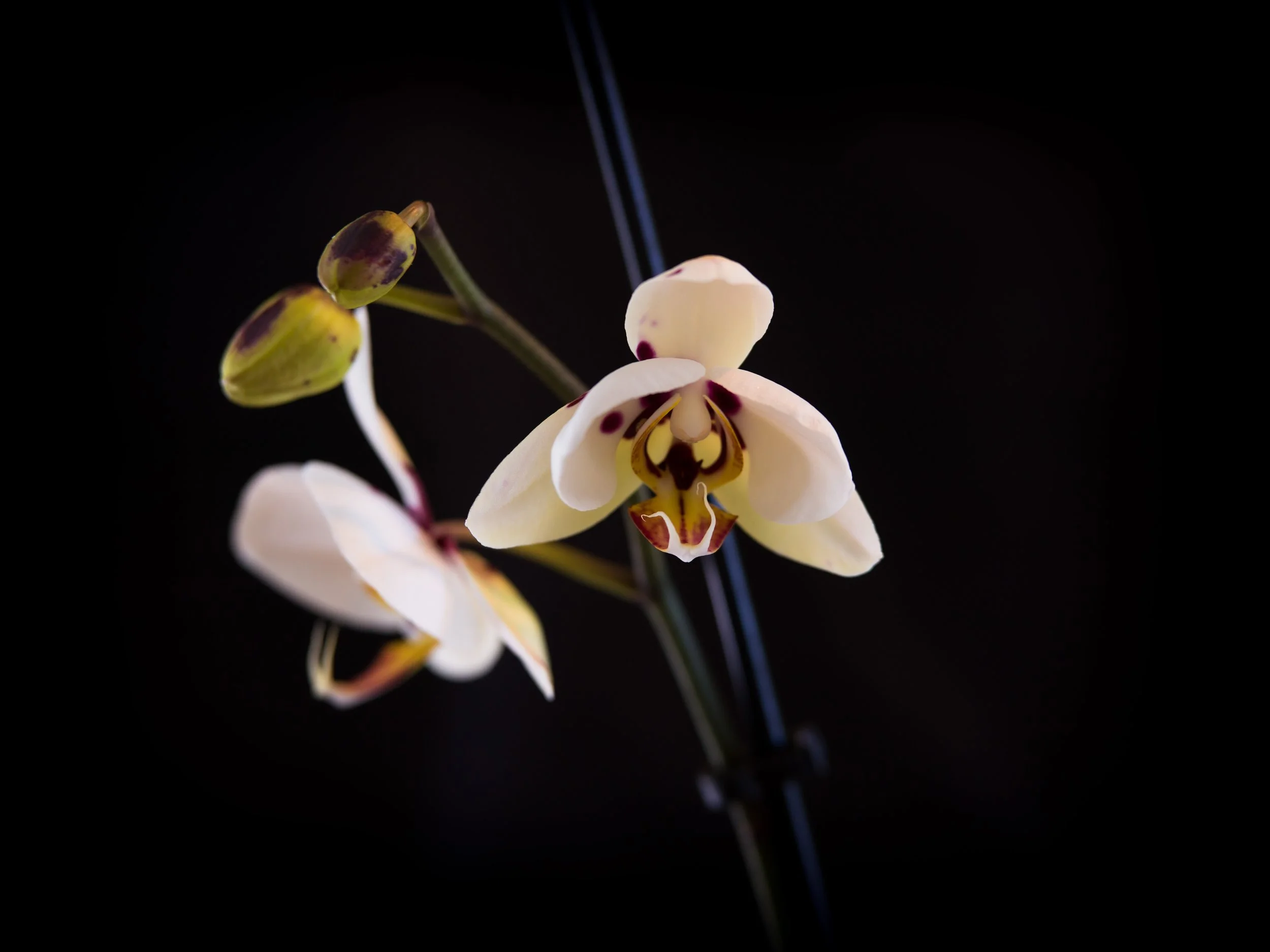 Moth Orchid-48-Edit.jpg