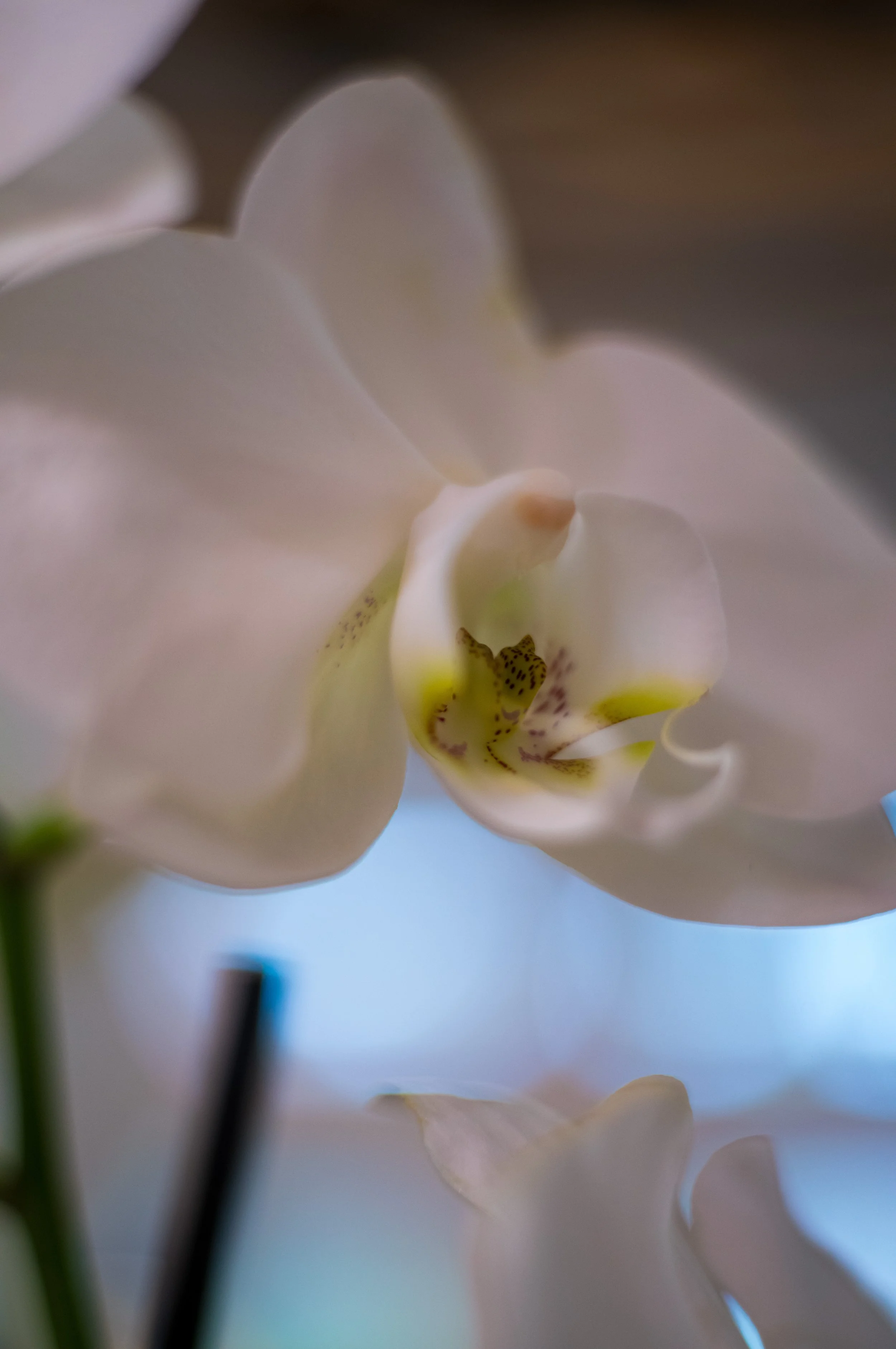 Orchids-22.jpg