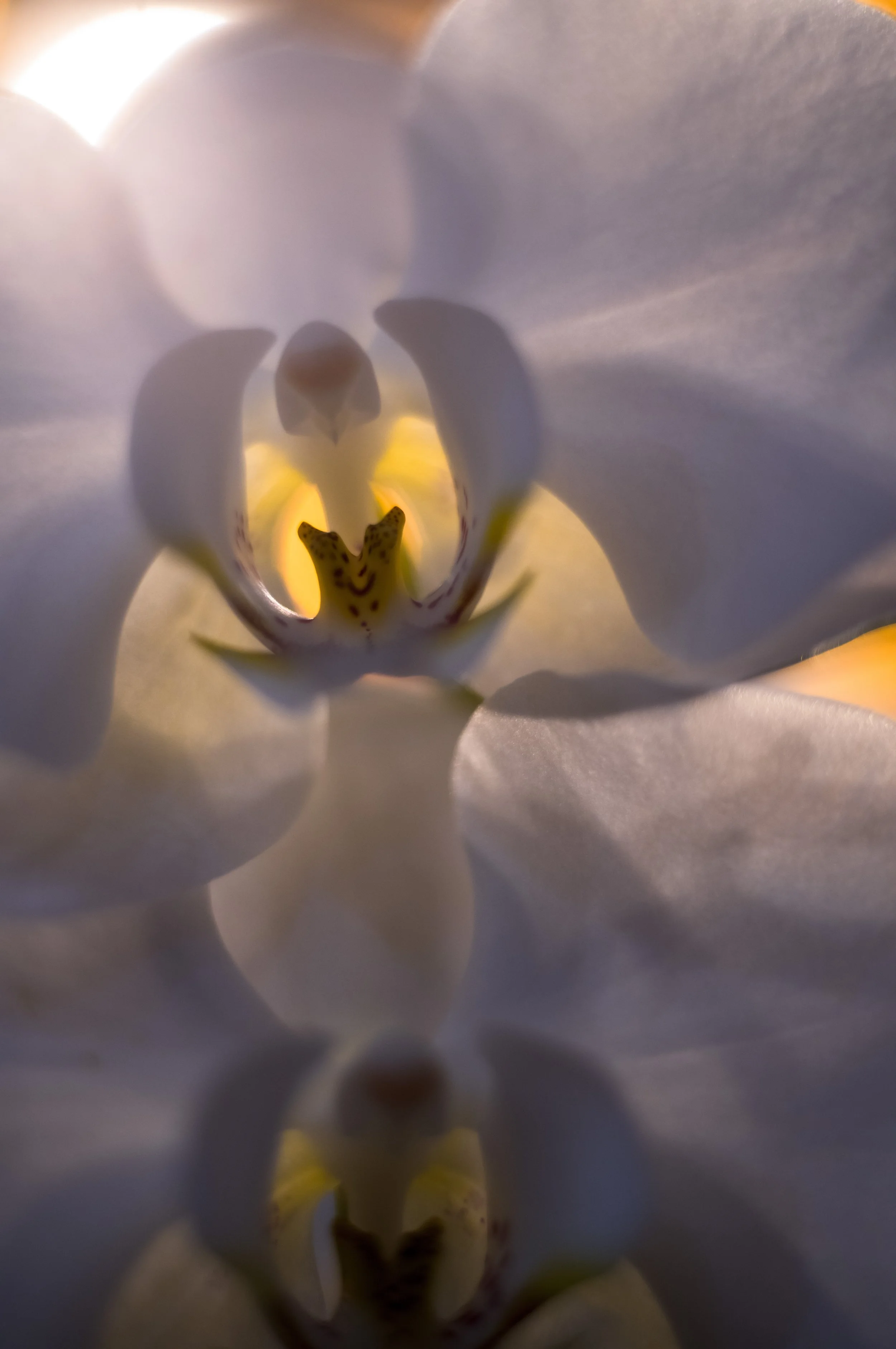 Orchids.jpg