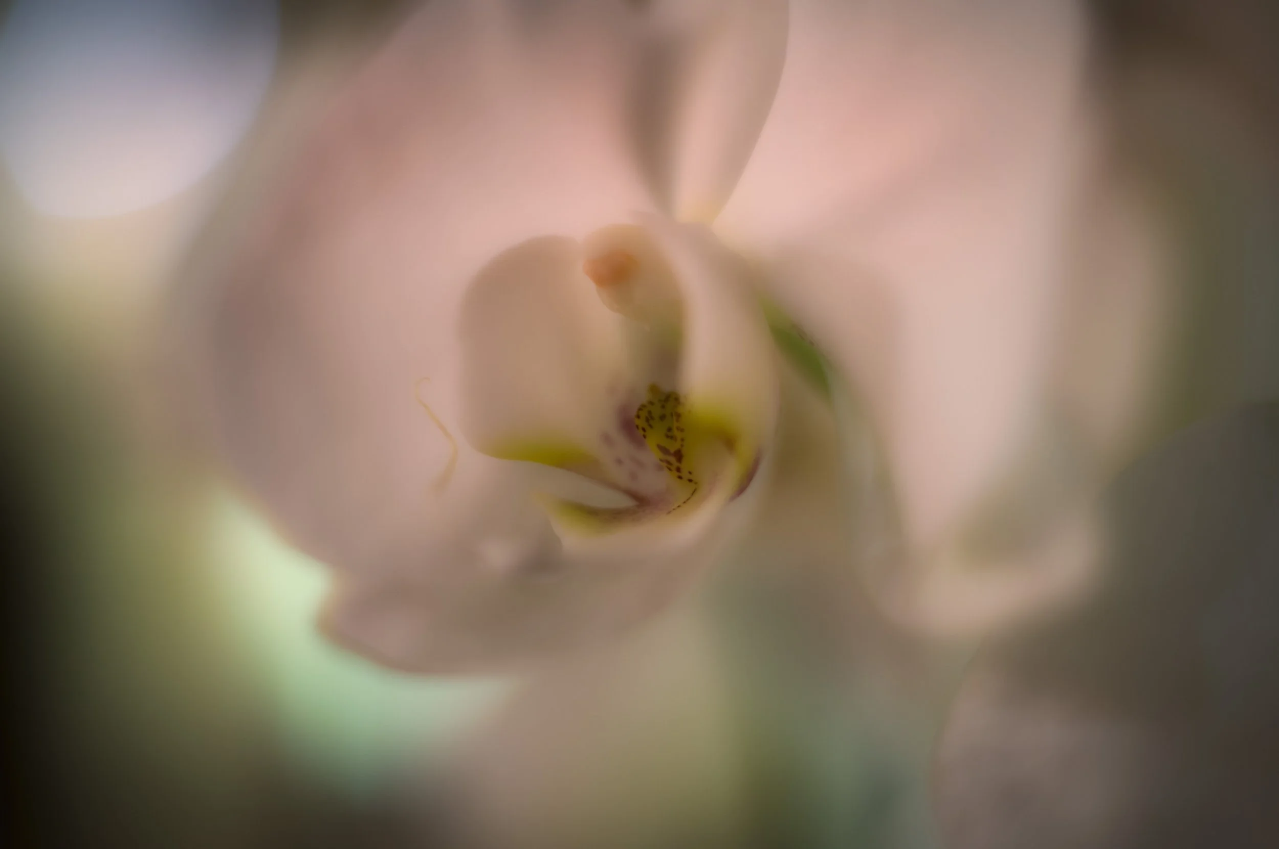 Orchid Macro-38-Edit-2.jpg