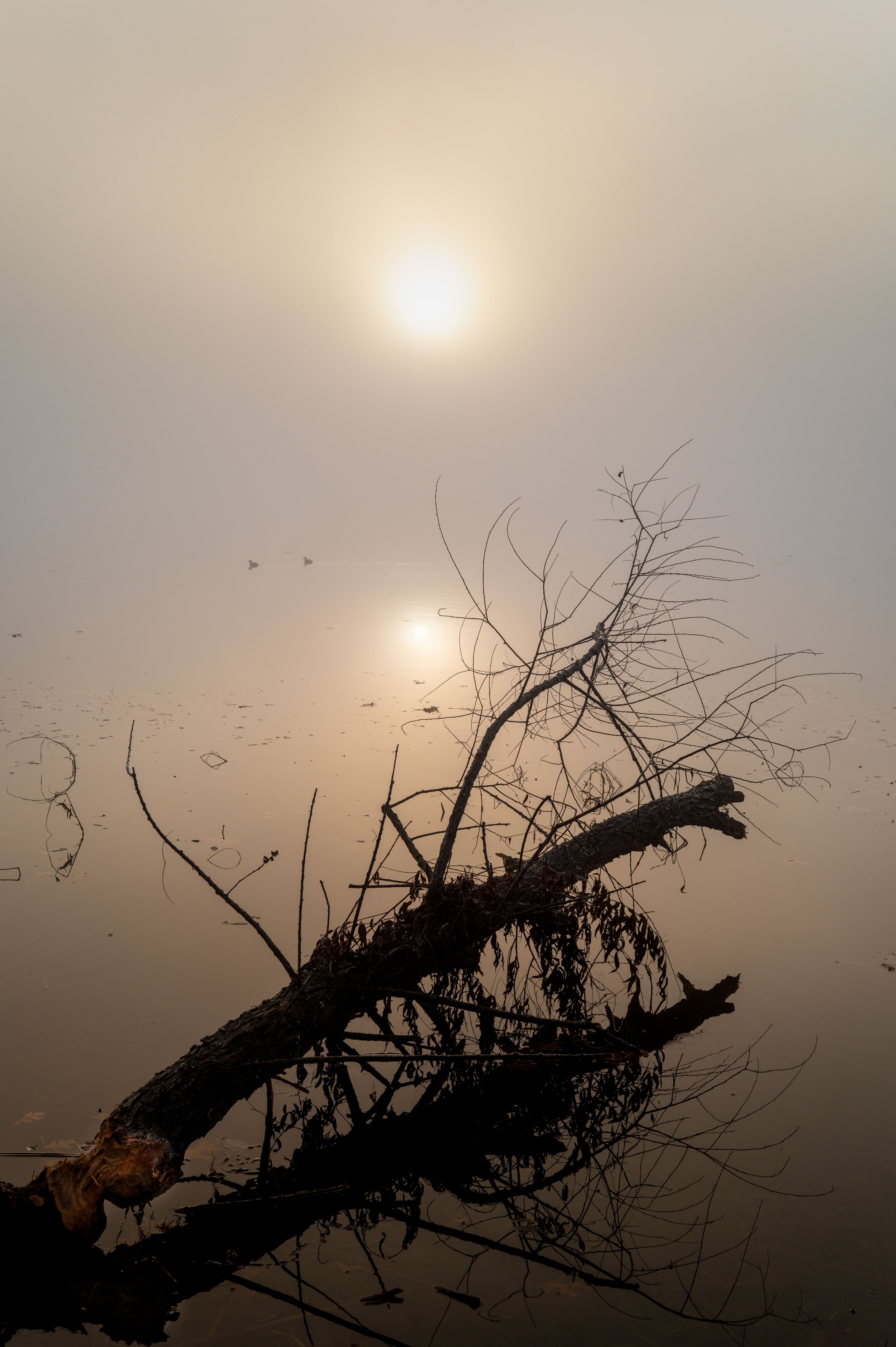 Long Run Fog Fall 25-10.jpg