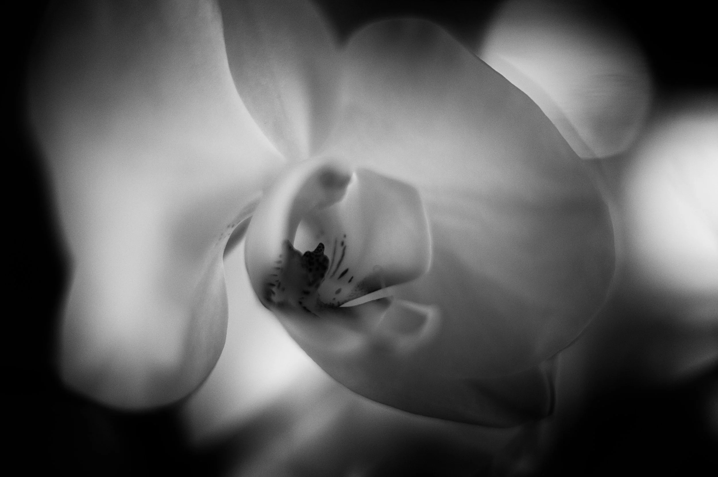Orchid Macro-48-Edit.jpg