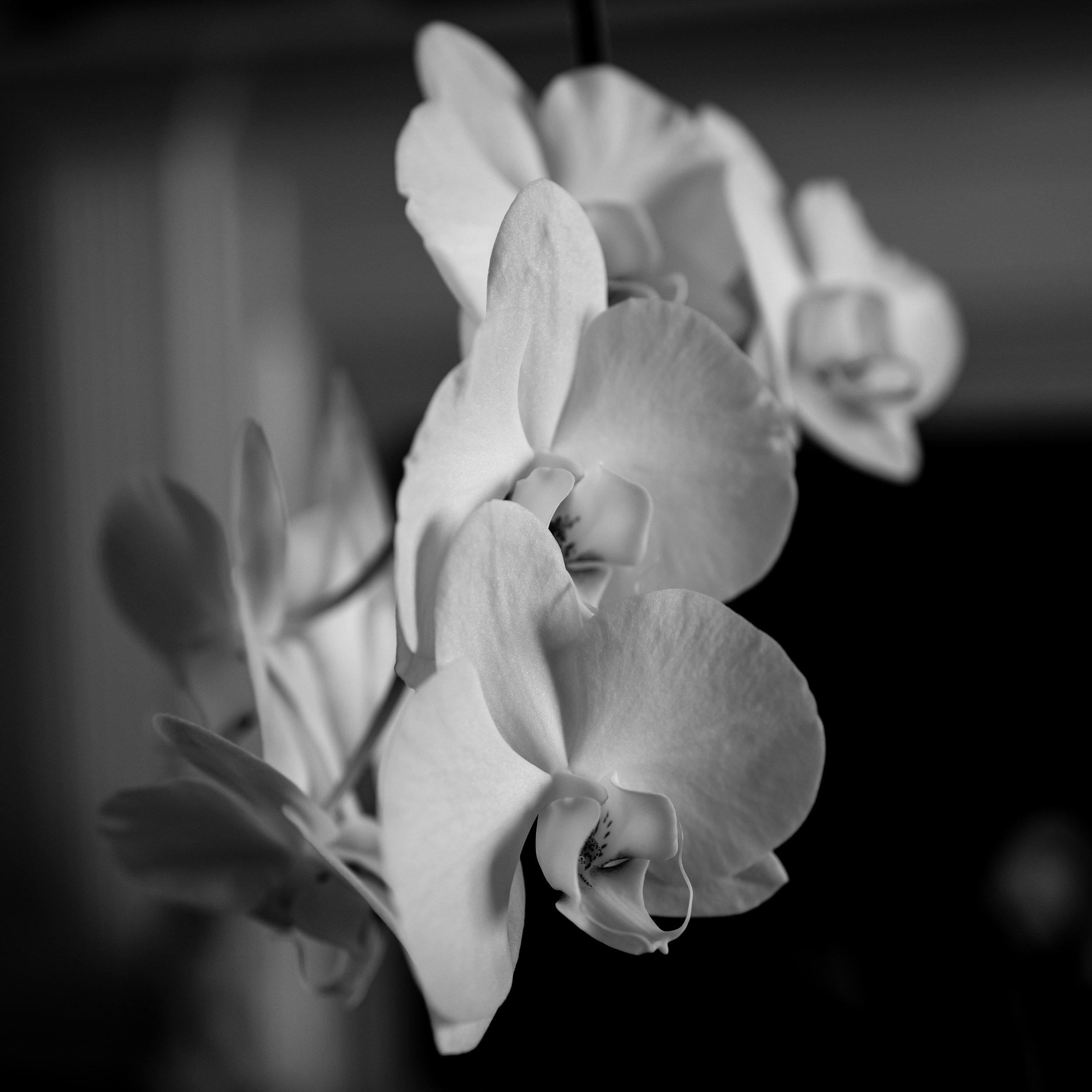 Orchids-1.jpg