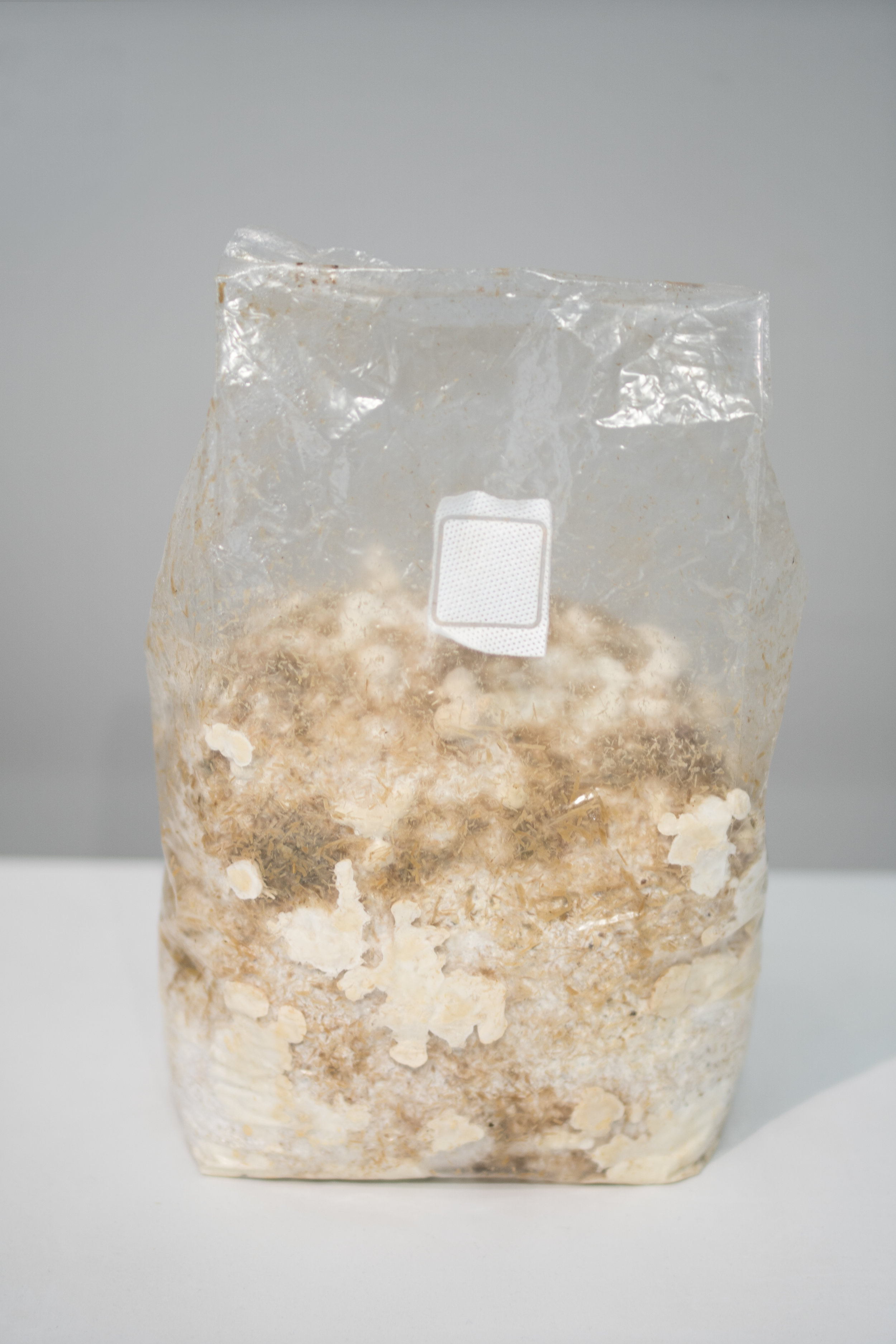 C.07 Bag with substrate and mycelia.jpg