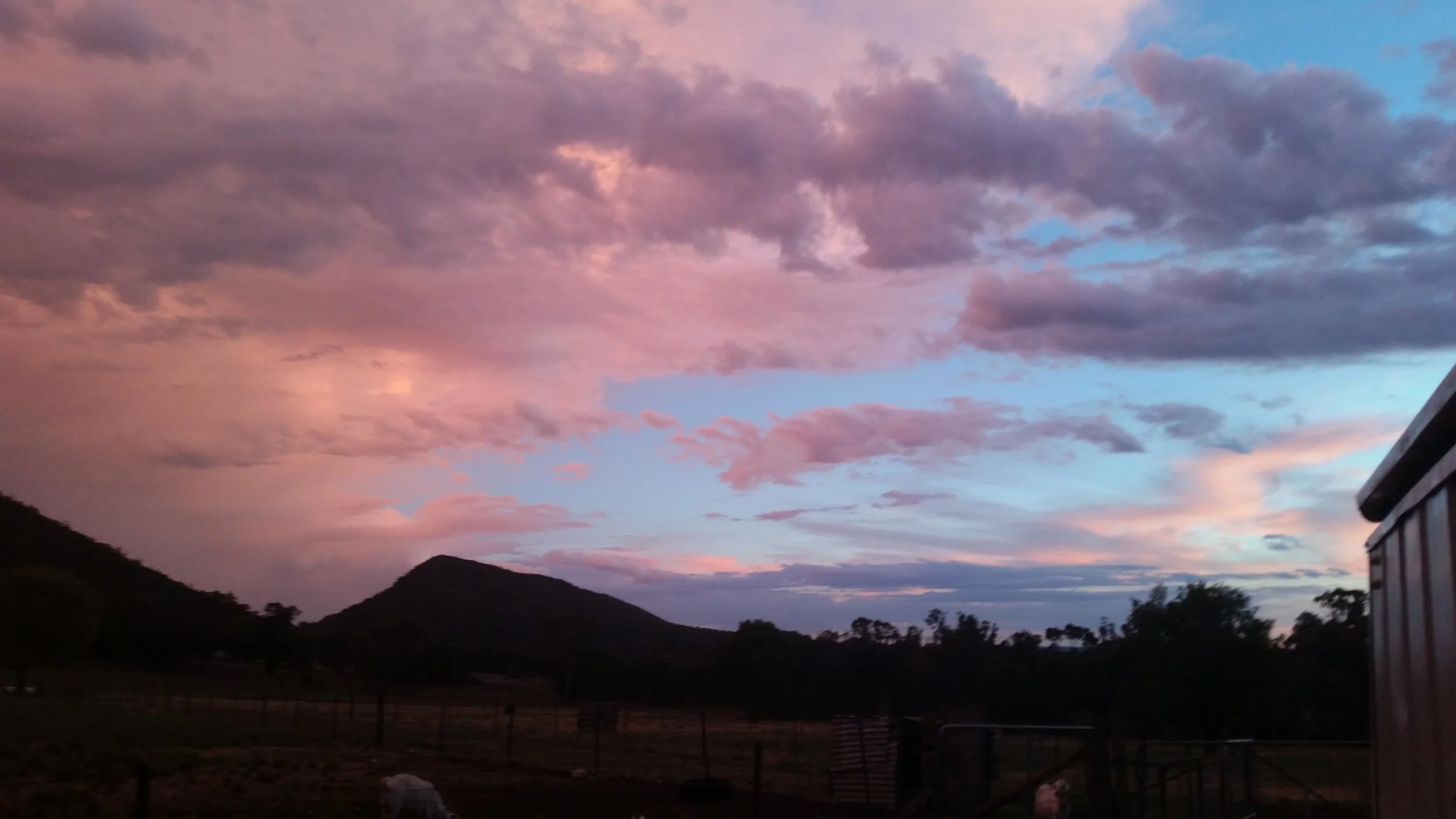 Samittar Mini Goat Stud