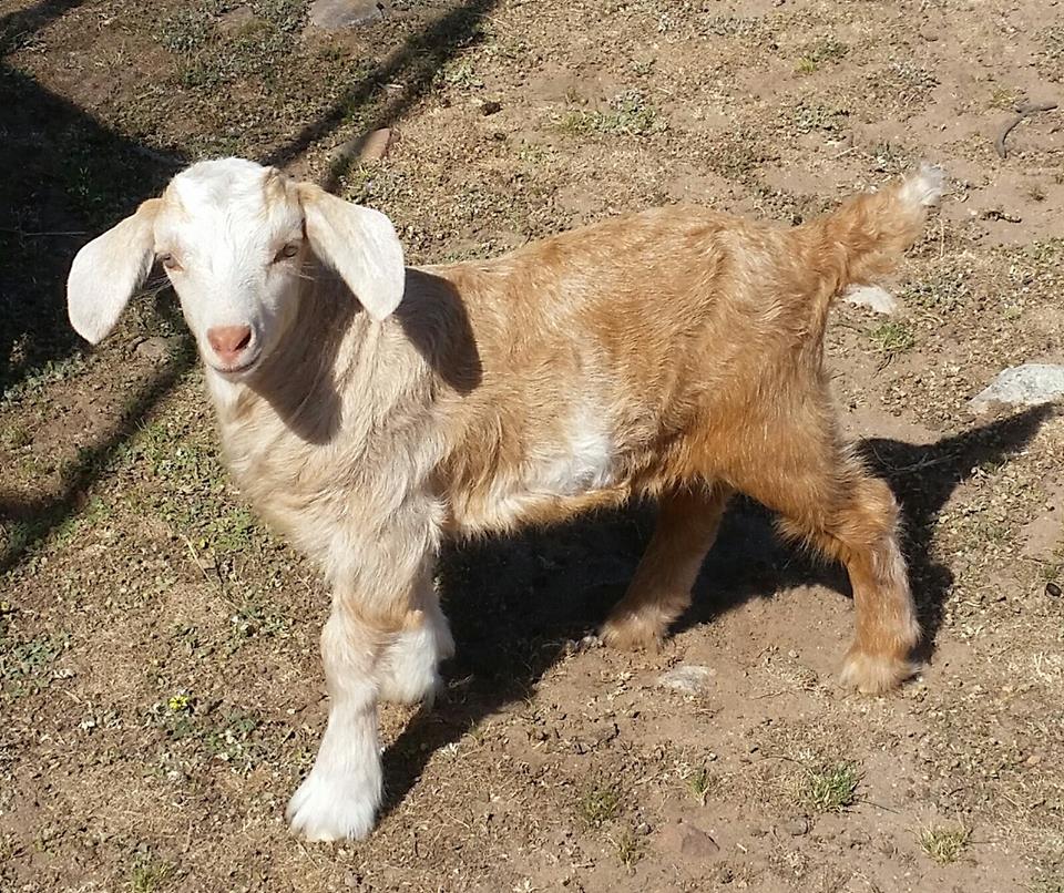 Samittar Mini Goat Stud