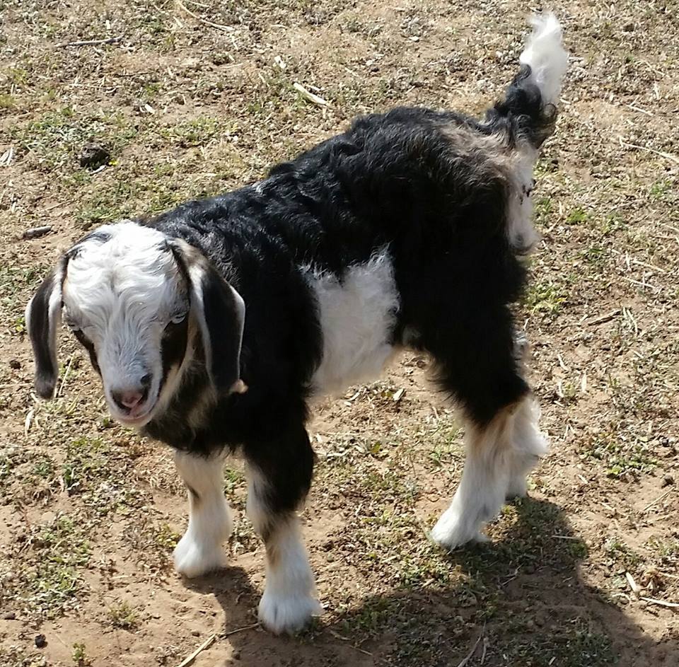 Samittar Mini Goat Stud