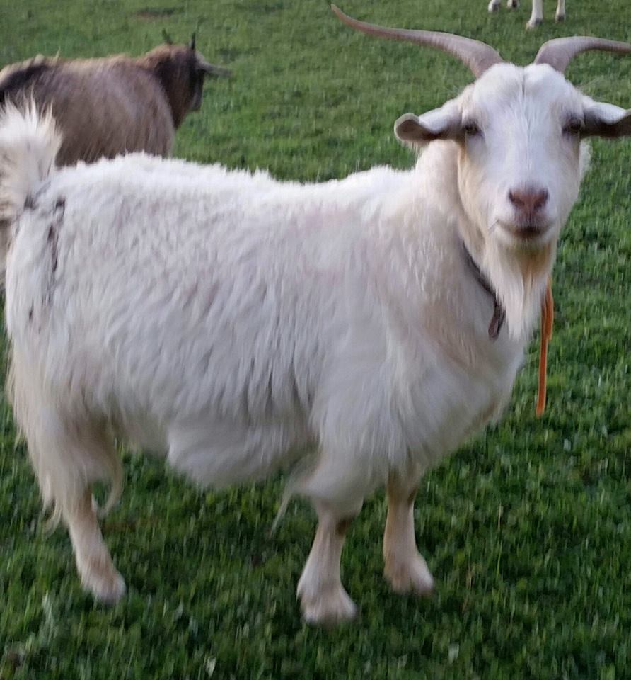 Samittar Mini Goat Stud